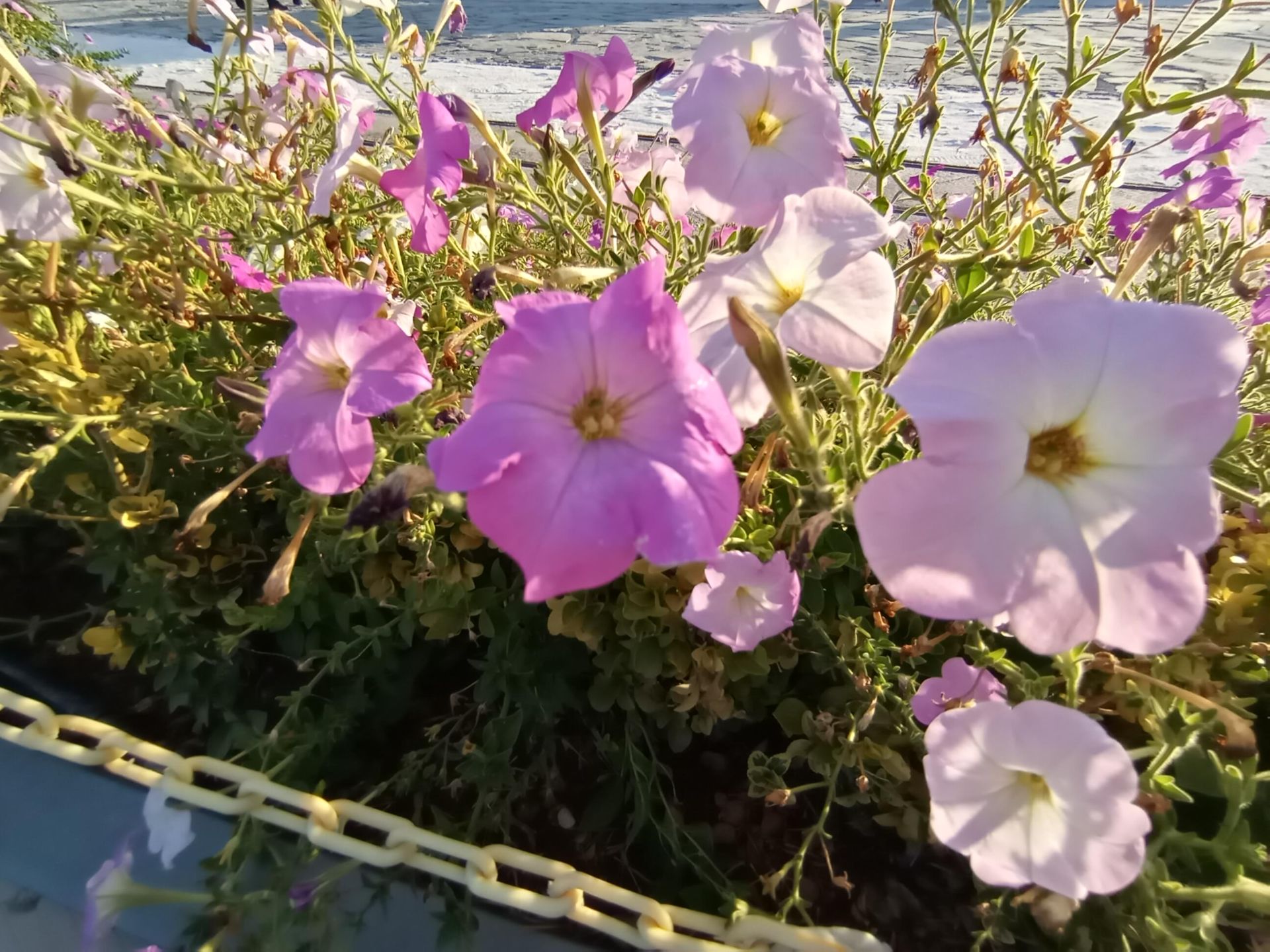 نمونه عکس گرفته شده با دوربین اصلی آنر 9A در روز و فوکوس مشکل‌دار دوربین