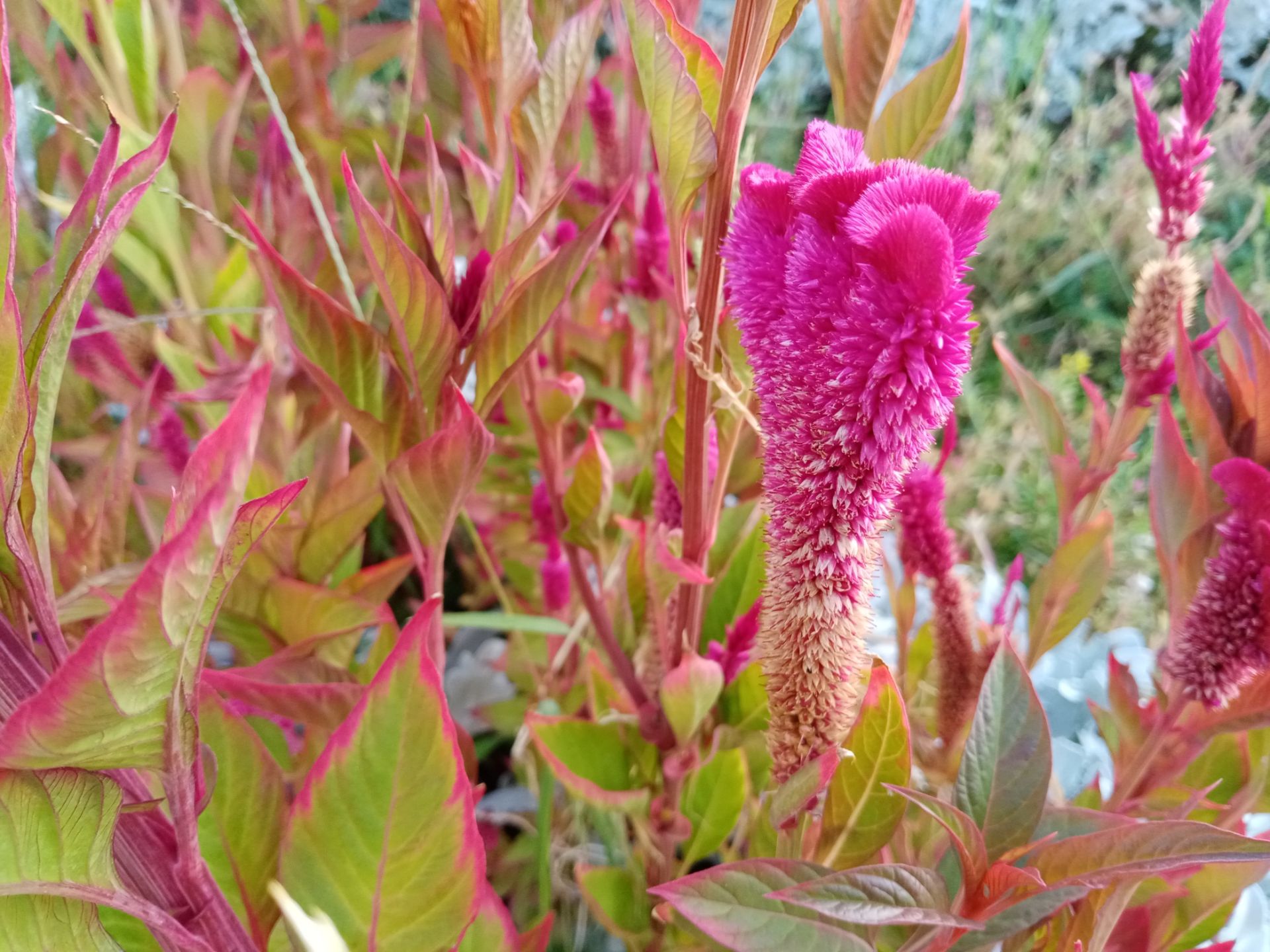 نمونه عکس گرفته شده با دوربین اصلی آنر 9A در روز ۰۸