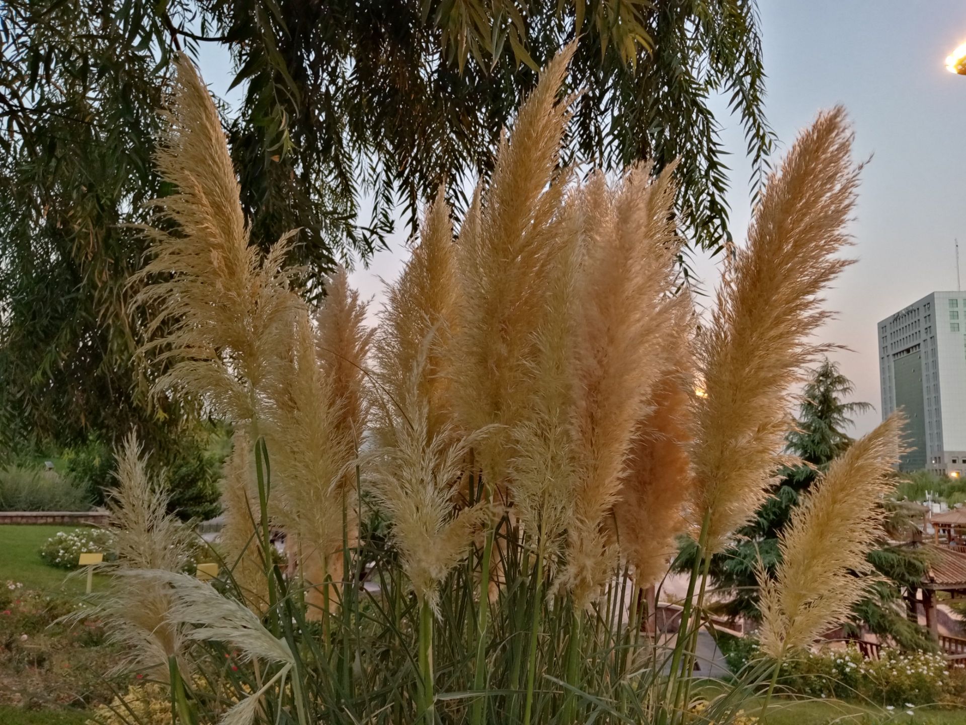 نمونه عکس گرفته شده با دوربین اصلی آنر 9A در روز ۰۲