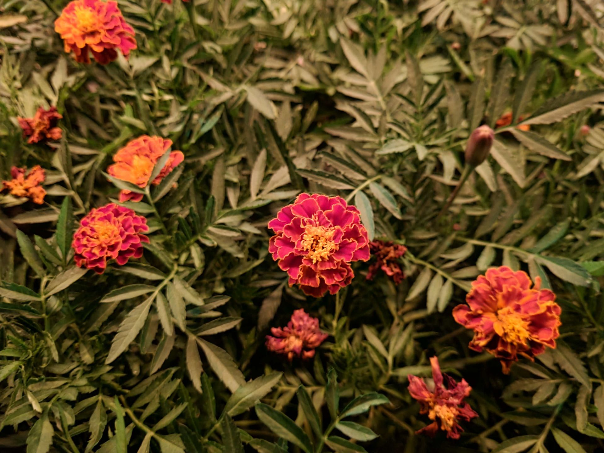 نمونه عکس دوربین اصلی گلکسی نوت ۲۰ در تاریکی - گل