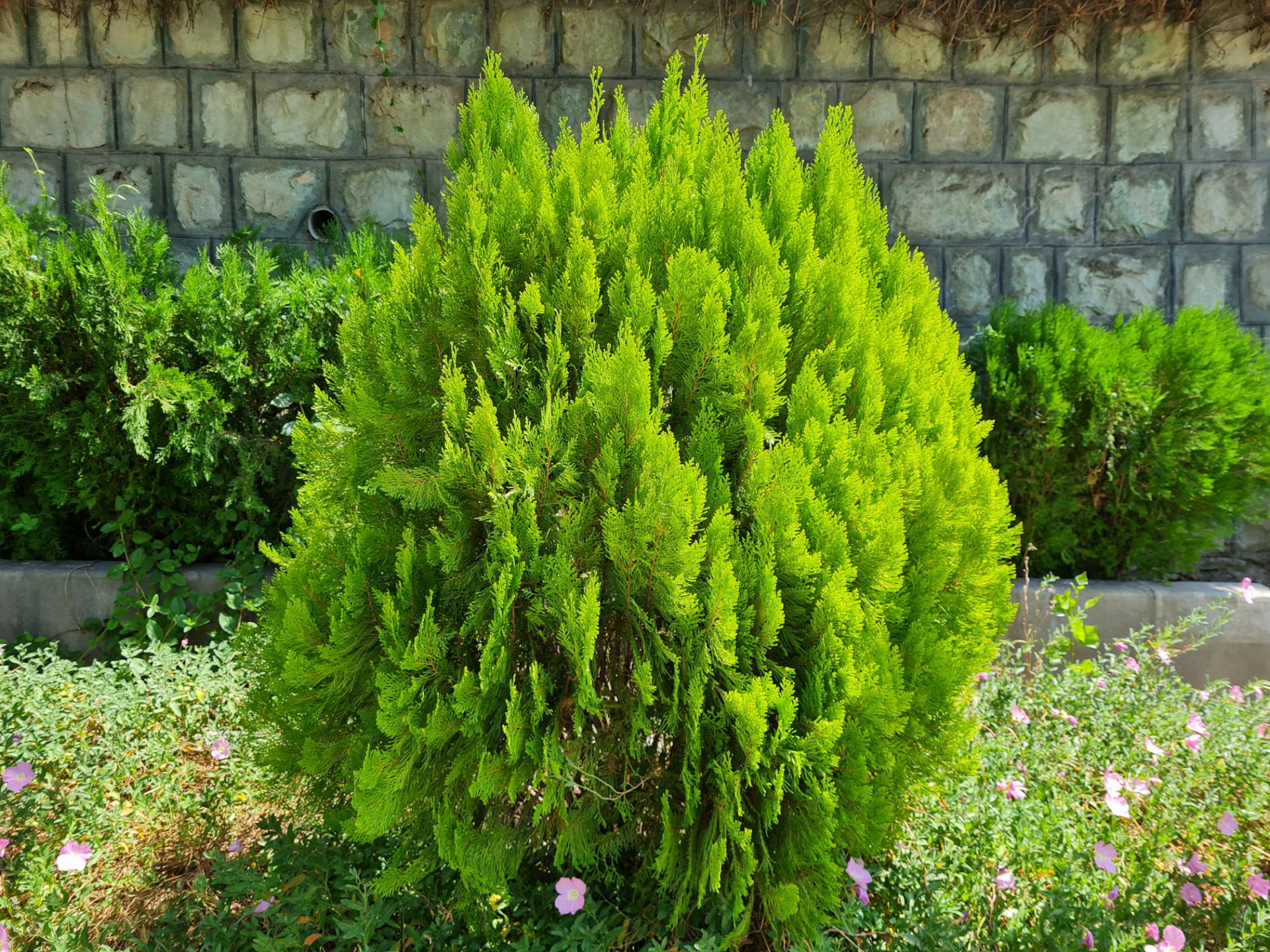 نمونه عکس دوربین اصلی گلکسی نوت ۲۰ - گیاه