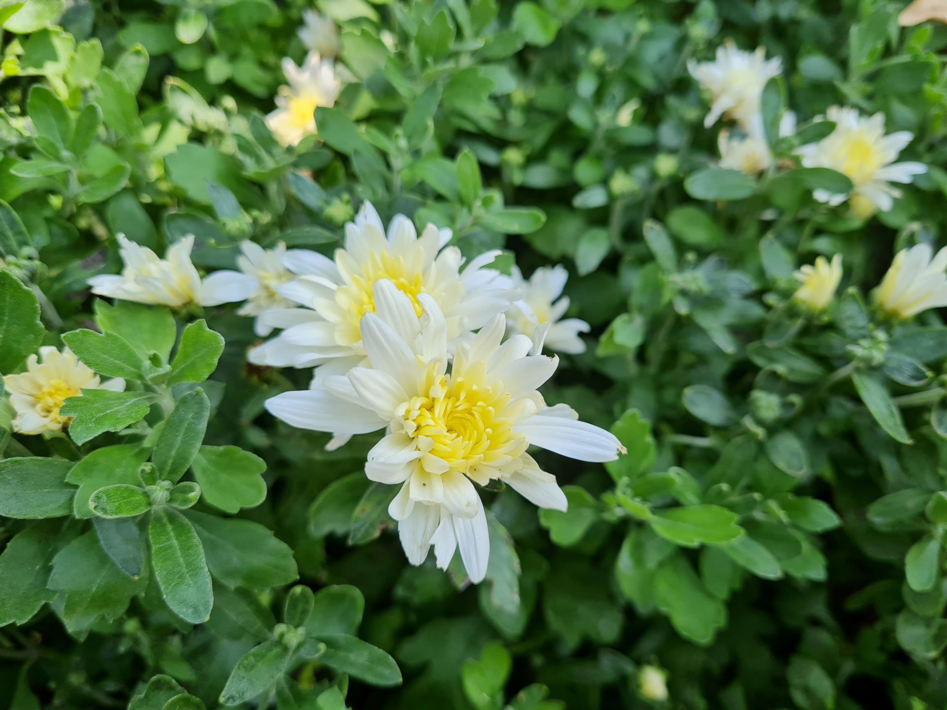 نمونه عکس دوربین اصلی گلکسی نوت ۲۰ - گل