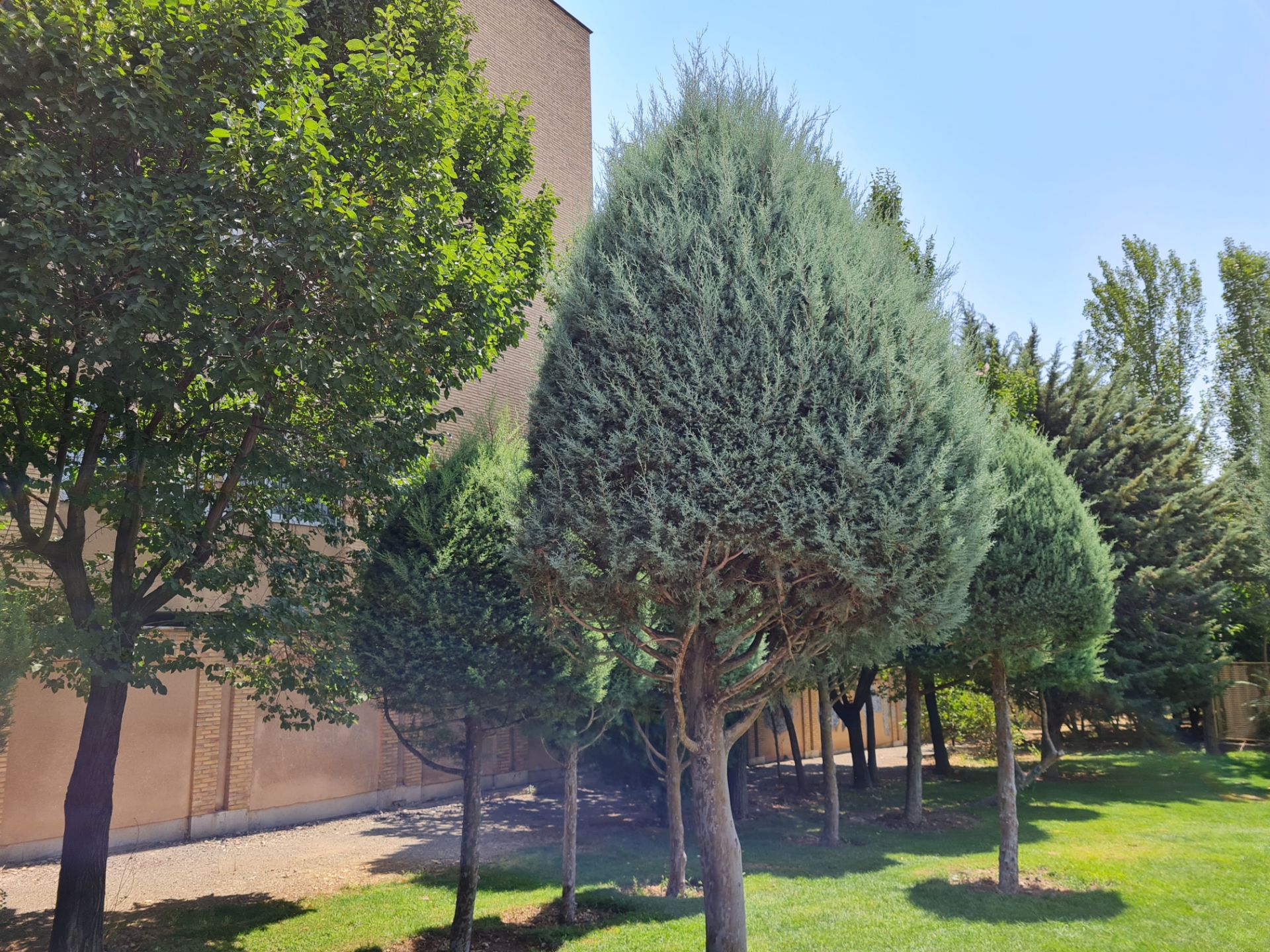 نمونه عکس دوربین اصلی گلکسی نوت ۲۰ - درخت - بوستان نهج البلاغه