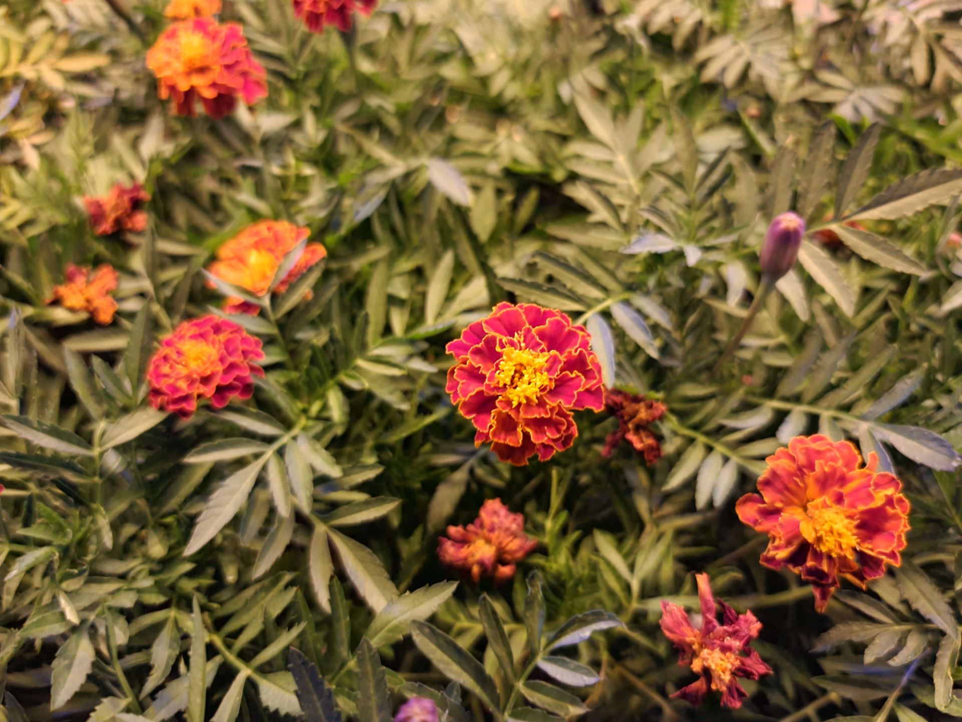 نمونه عکس دوربین اصلی گلکسی نوت ۲۰ اولترا در تاریکی - گل