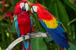 راز تکامل؛ پرندگان چگونه به تنوع امروزی رسیدند؟