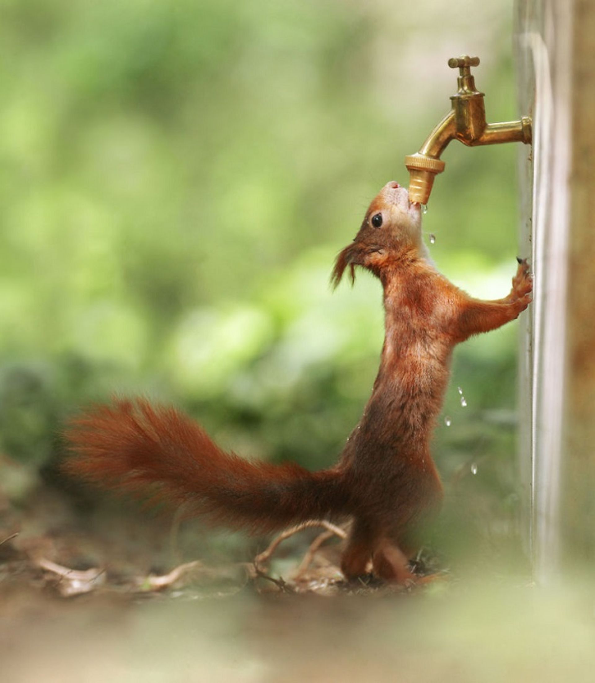 ۳۰ عکس خنده‌دار از رفتار حیوانات حیات وحش