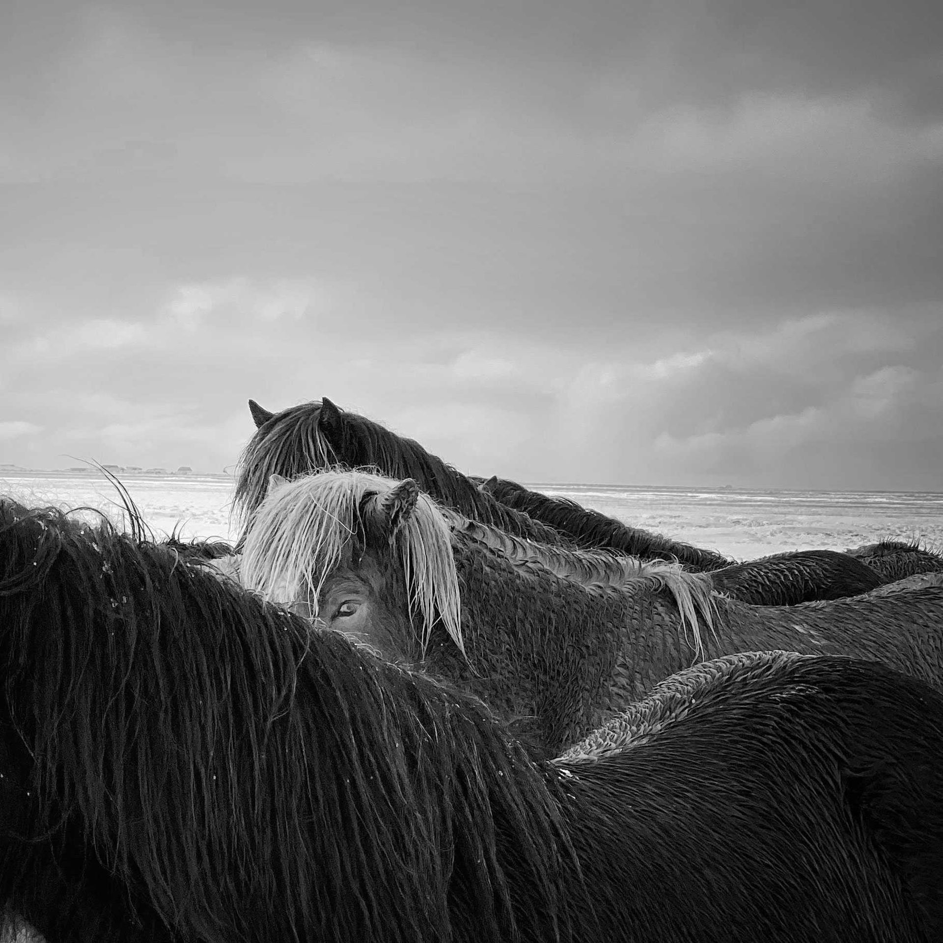 مرجع متخصصين ايران Horses-in-the-storm-islanda-xiaojun-zhang