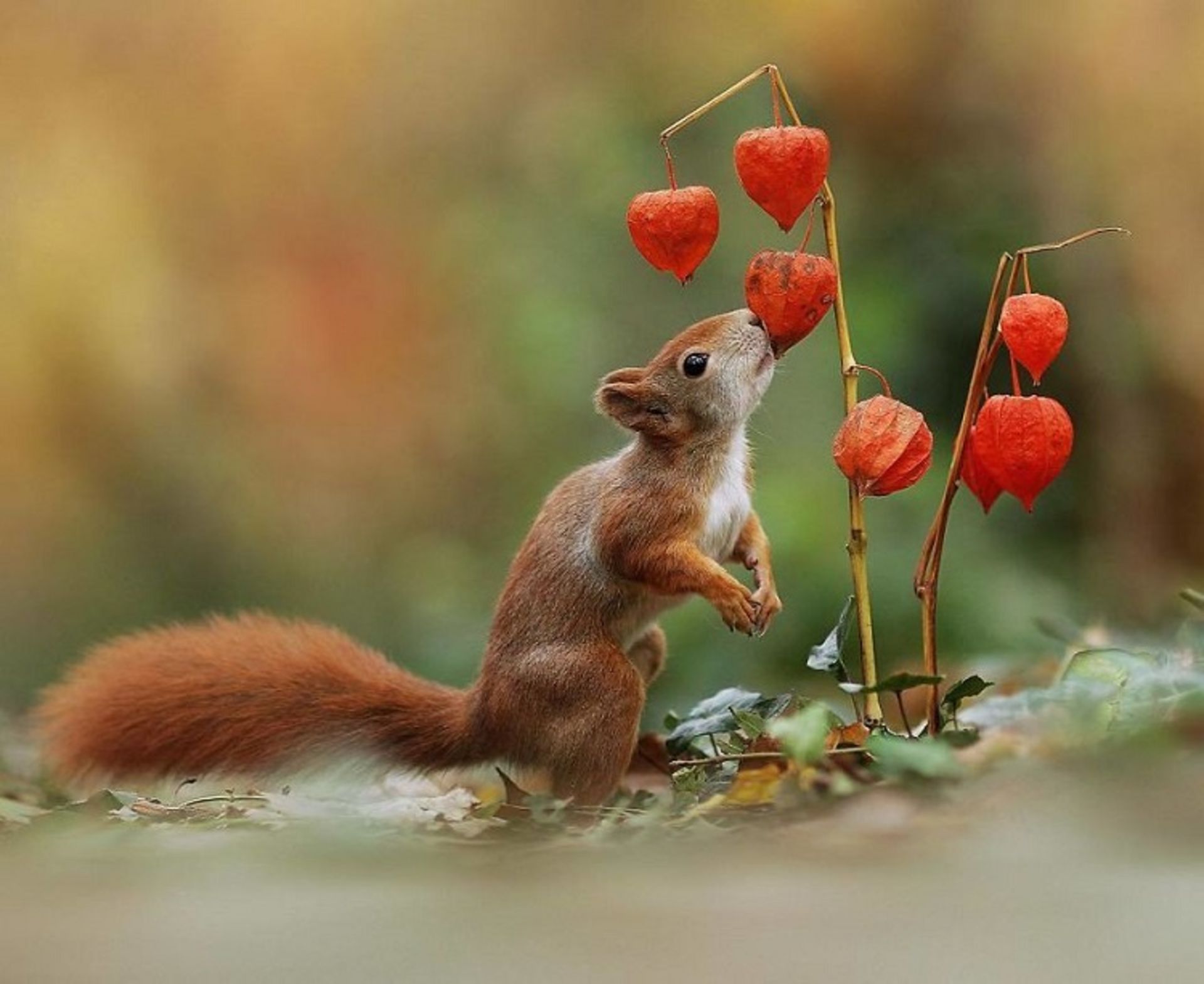 ۳۰ عکس خنده‌دار از رفتار حیوانات حیات وحش