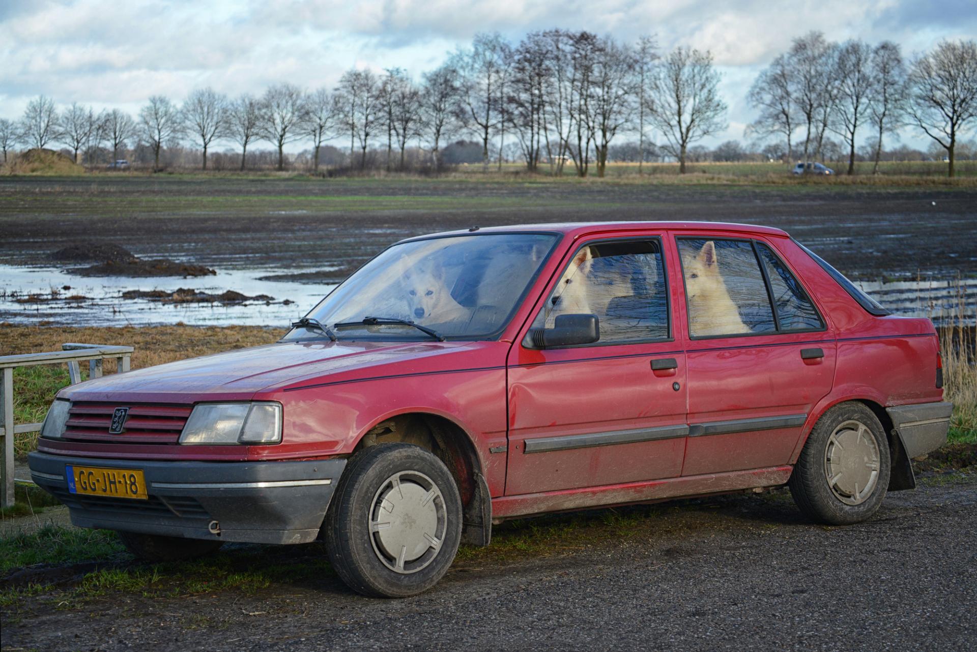 alice-van-kempen-the-shepherd_family-road-trip