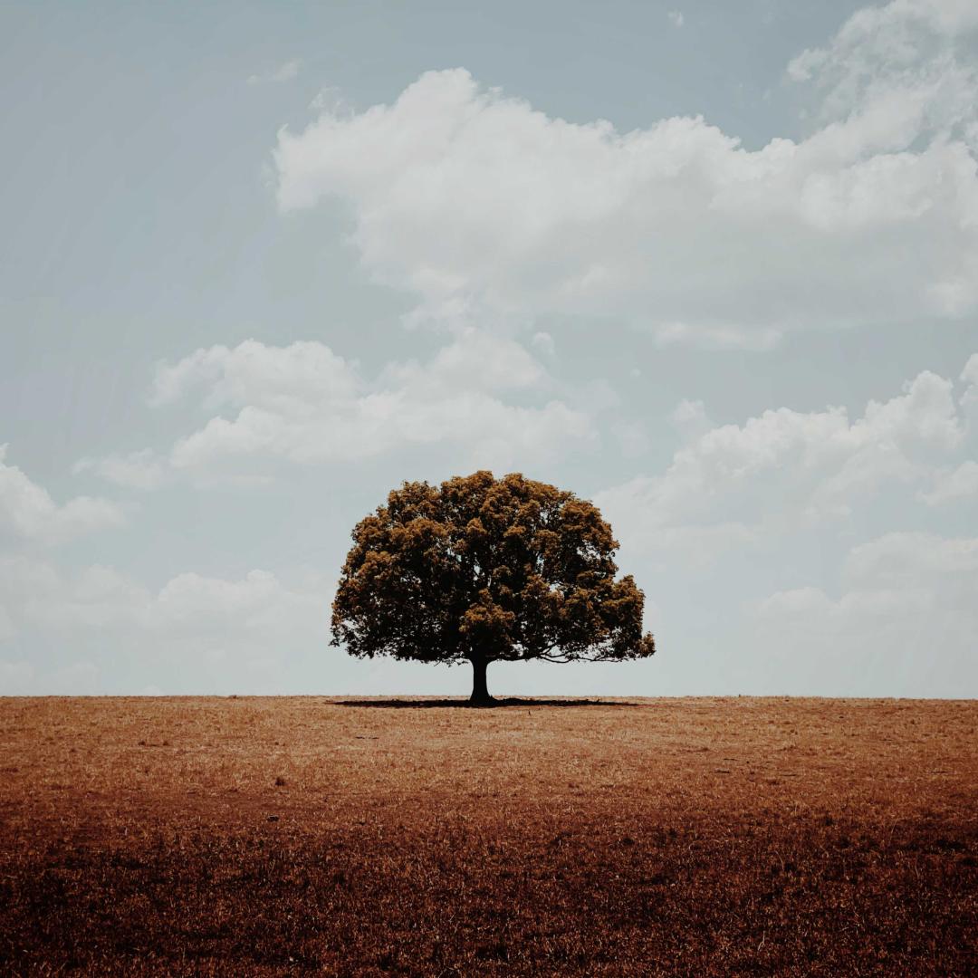 alone-glenn-homann