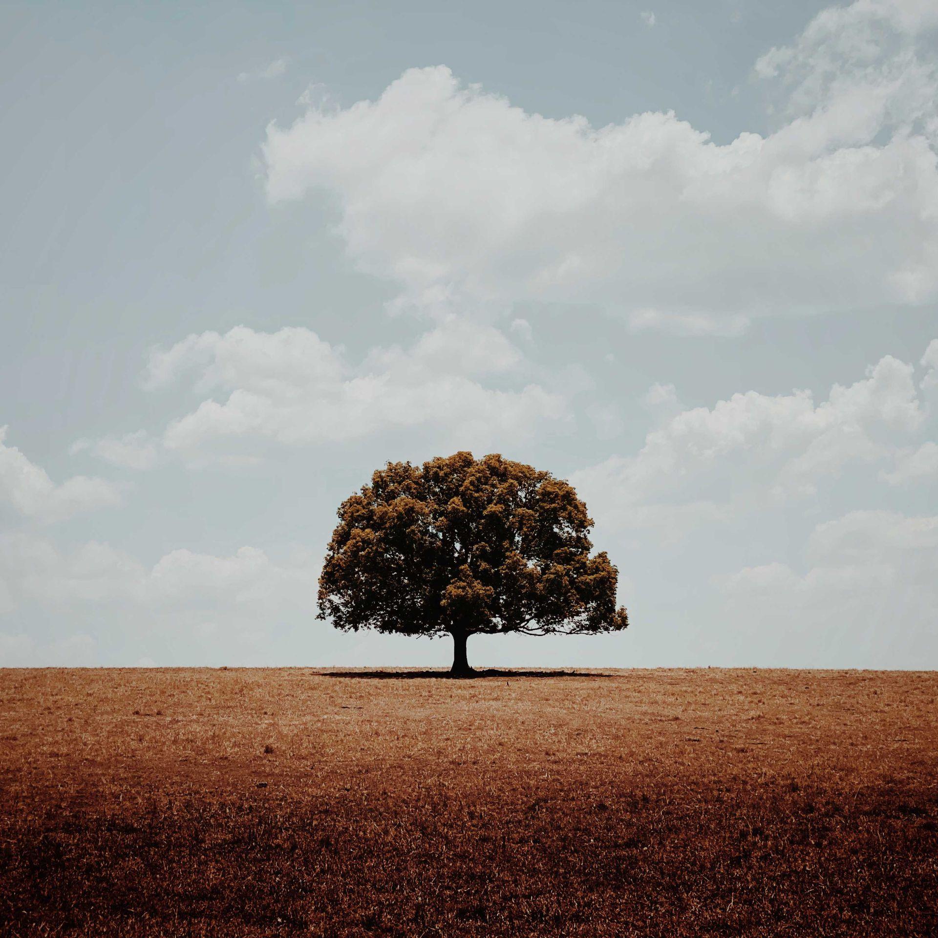 alone-glenn-homann