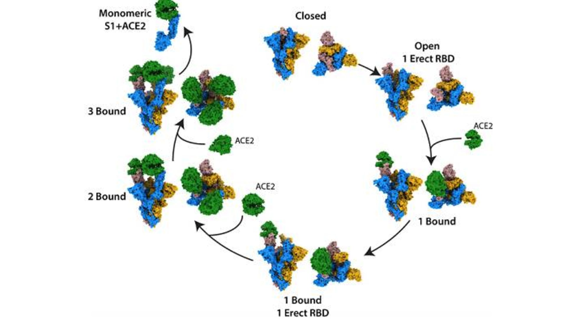 تغییر شکل پروتئین اسپایک ویروس کرونا