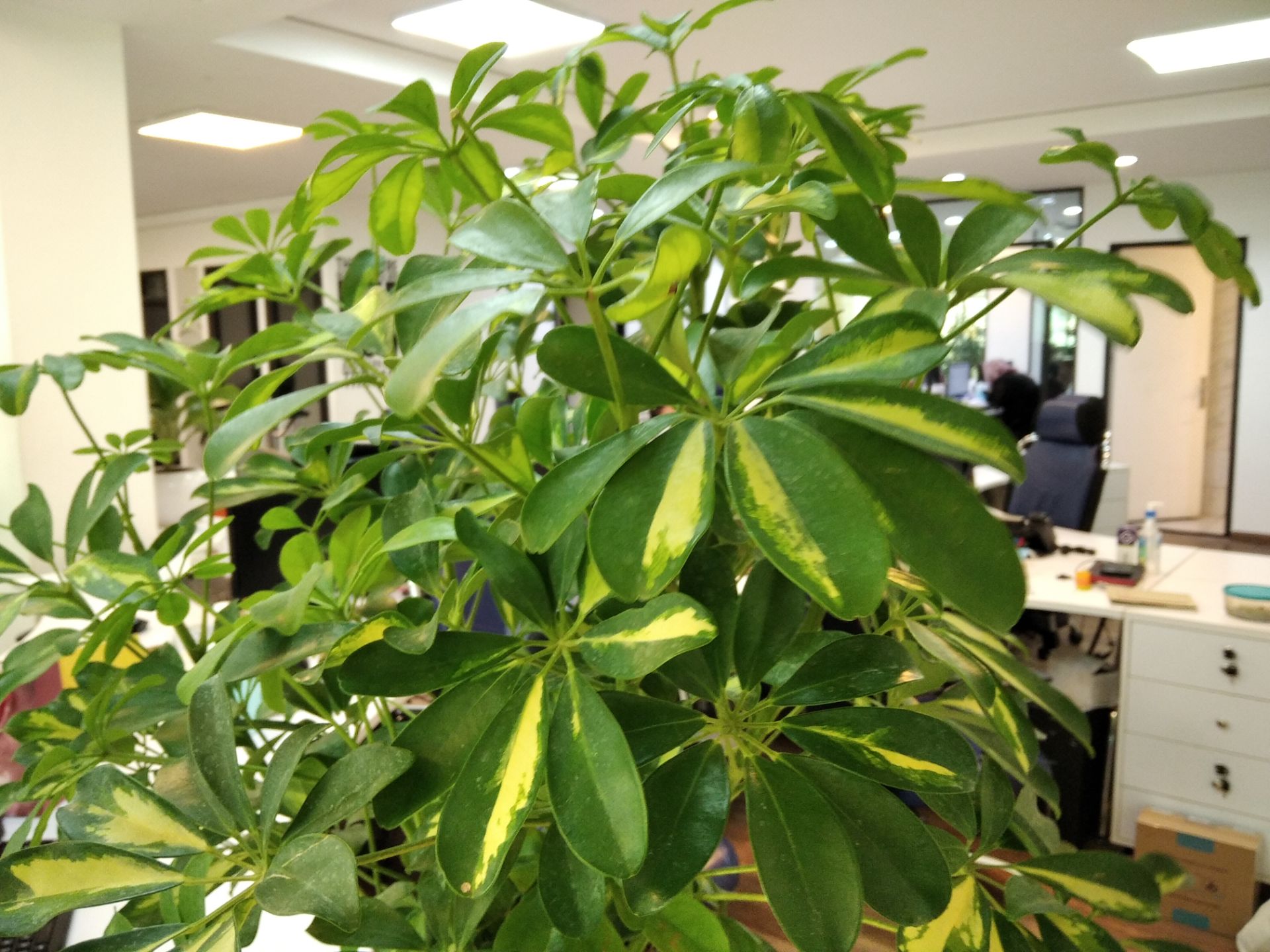 نمونه عکس ثبت شده توسط دوربین اصلی شیائومی ردمی ۸ - گیاه در دفتر زومیت