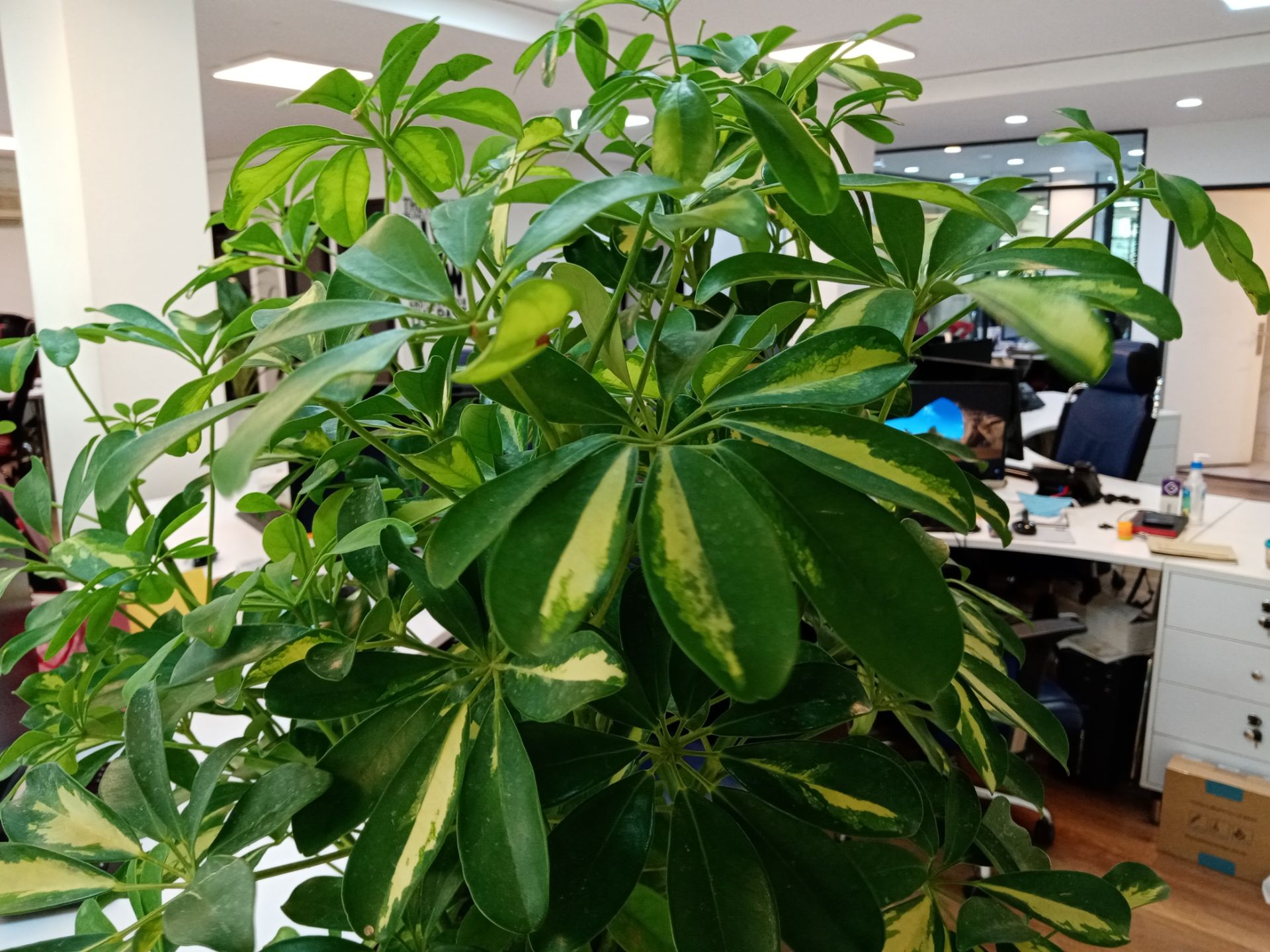 نمونه عکس ثبت شده توسط دوربین اصلی آنر ۹ ای - گیاه در دفتر زومیت