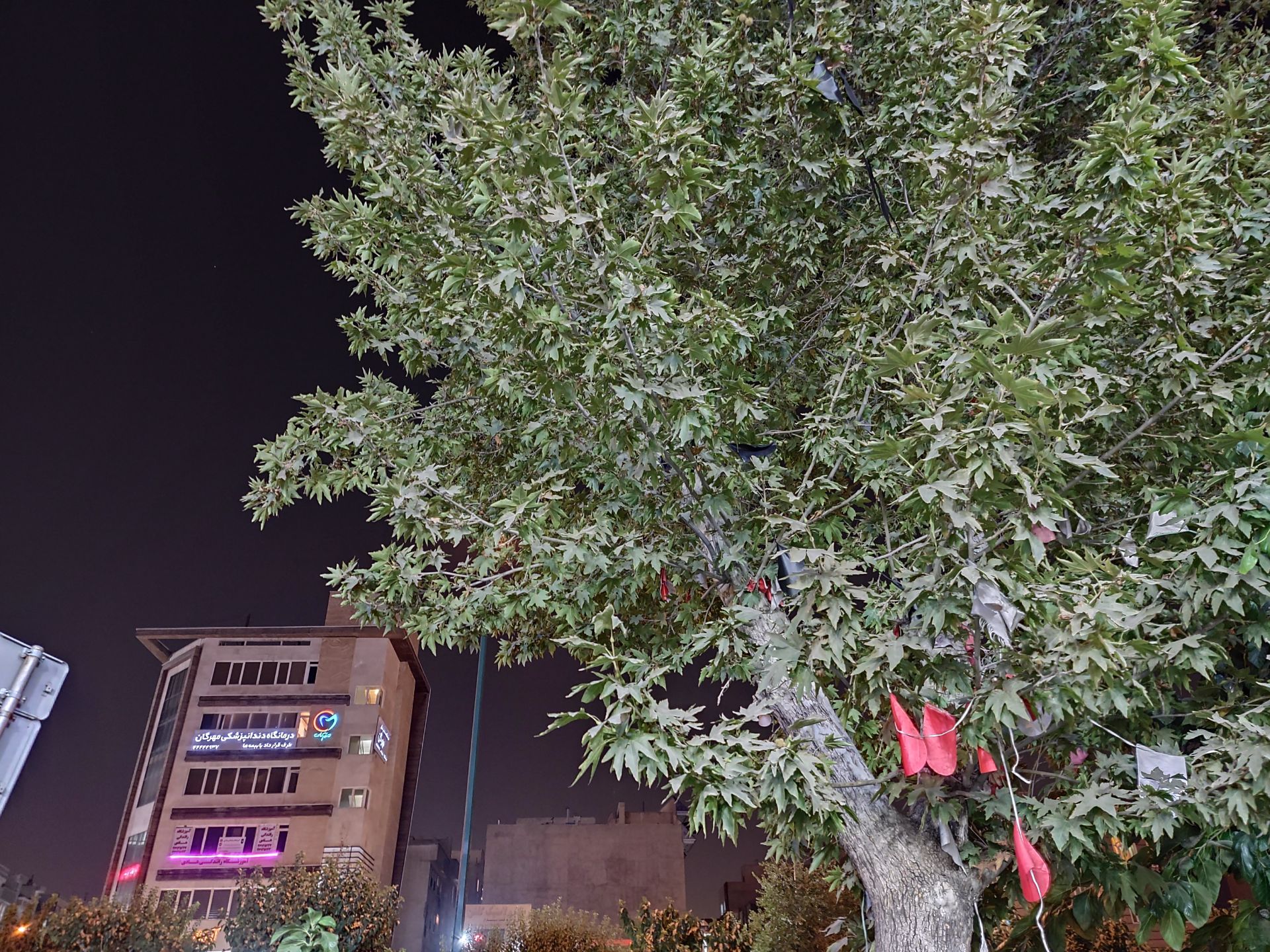 نمونه عکس دوربین اصلی موتورولا اج پلاس در تاریکی - درخت