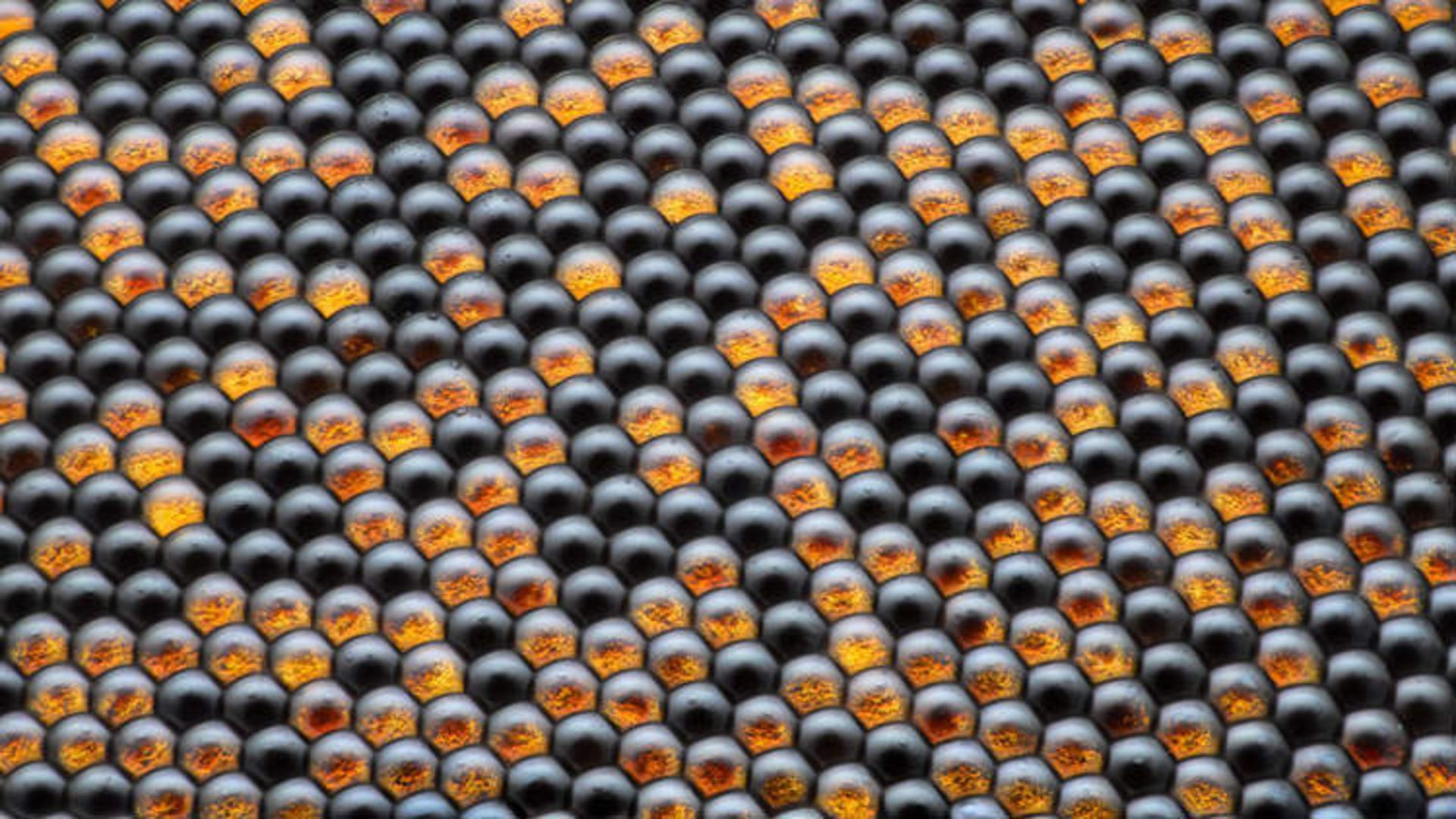 دنیای کوچک نیکون / Nikon Small World