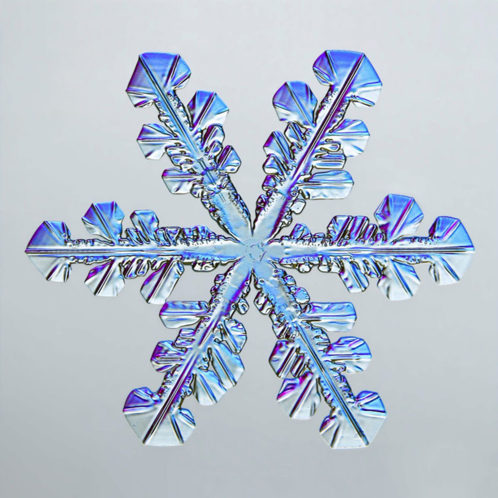 دنیای کوچک نیکون / Nikon Small World