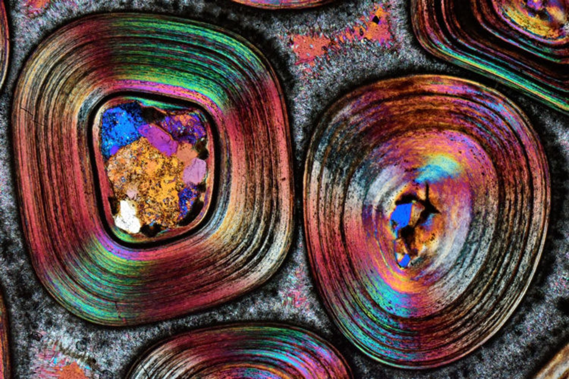 دنیای کوچک نیکون / Nikon Small World