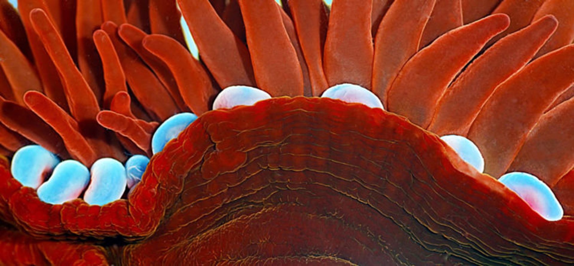 دنیای کوچک نیکون / Nikon Small World