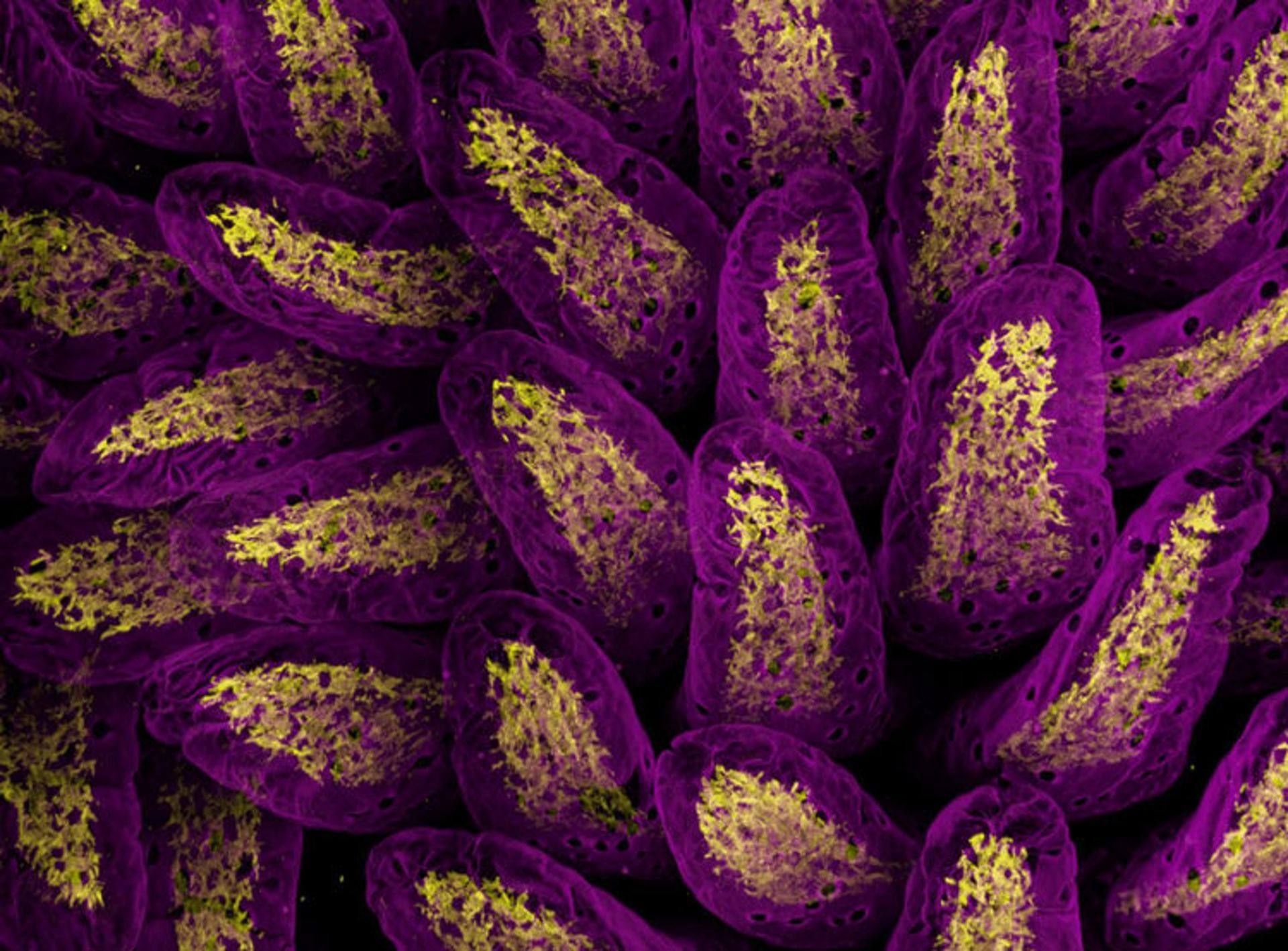 دنیای کوچک نیکون / Nikon Small World