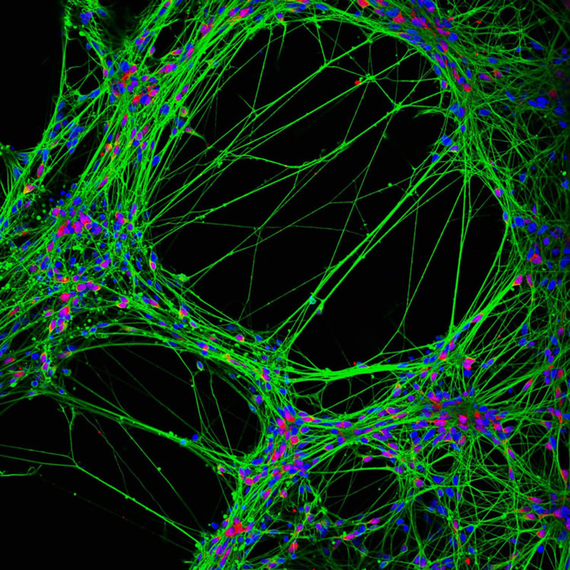 دنیای کوچک نیکون / Nikon Small World