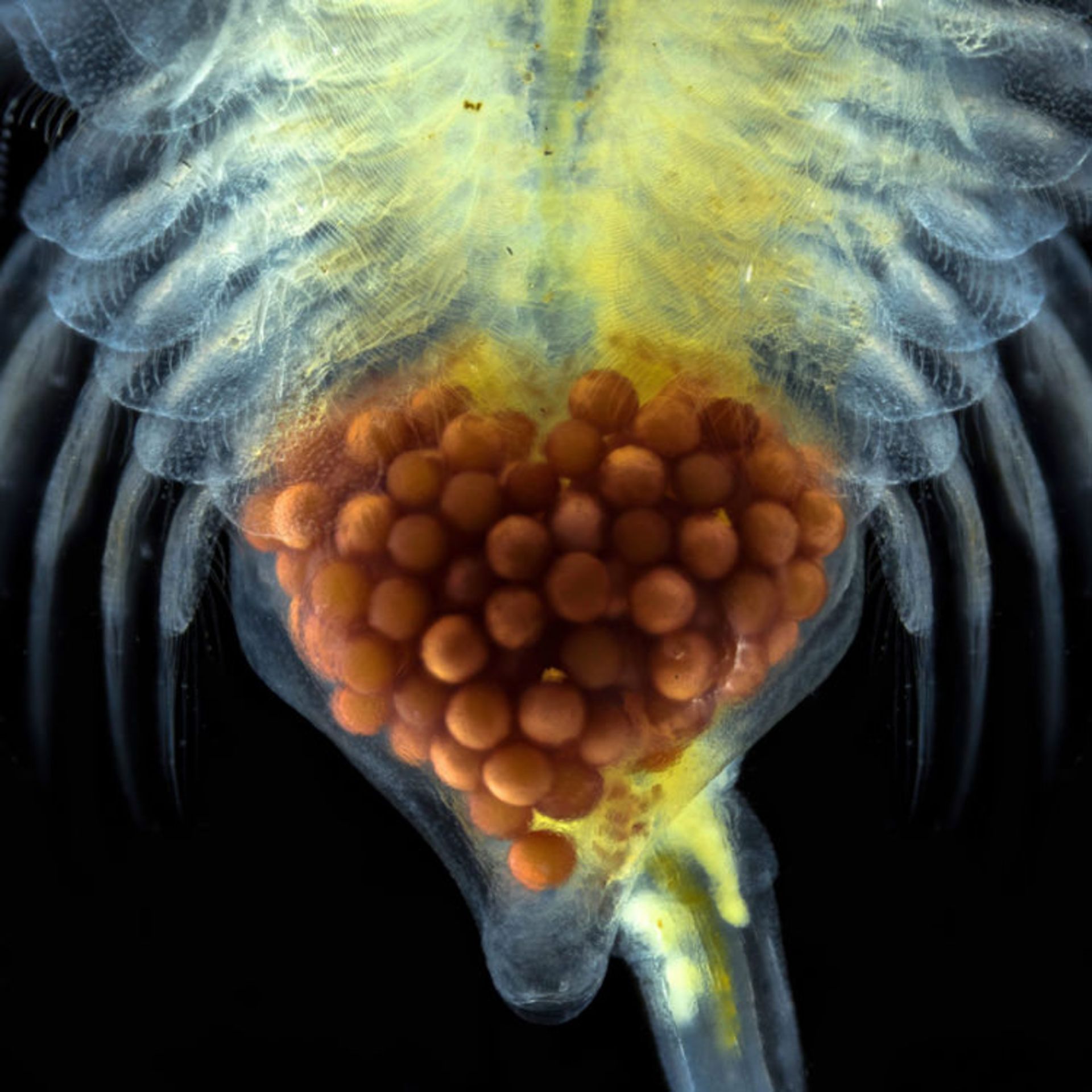 دنیای کوچک نیکون / Nikon Small World