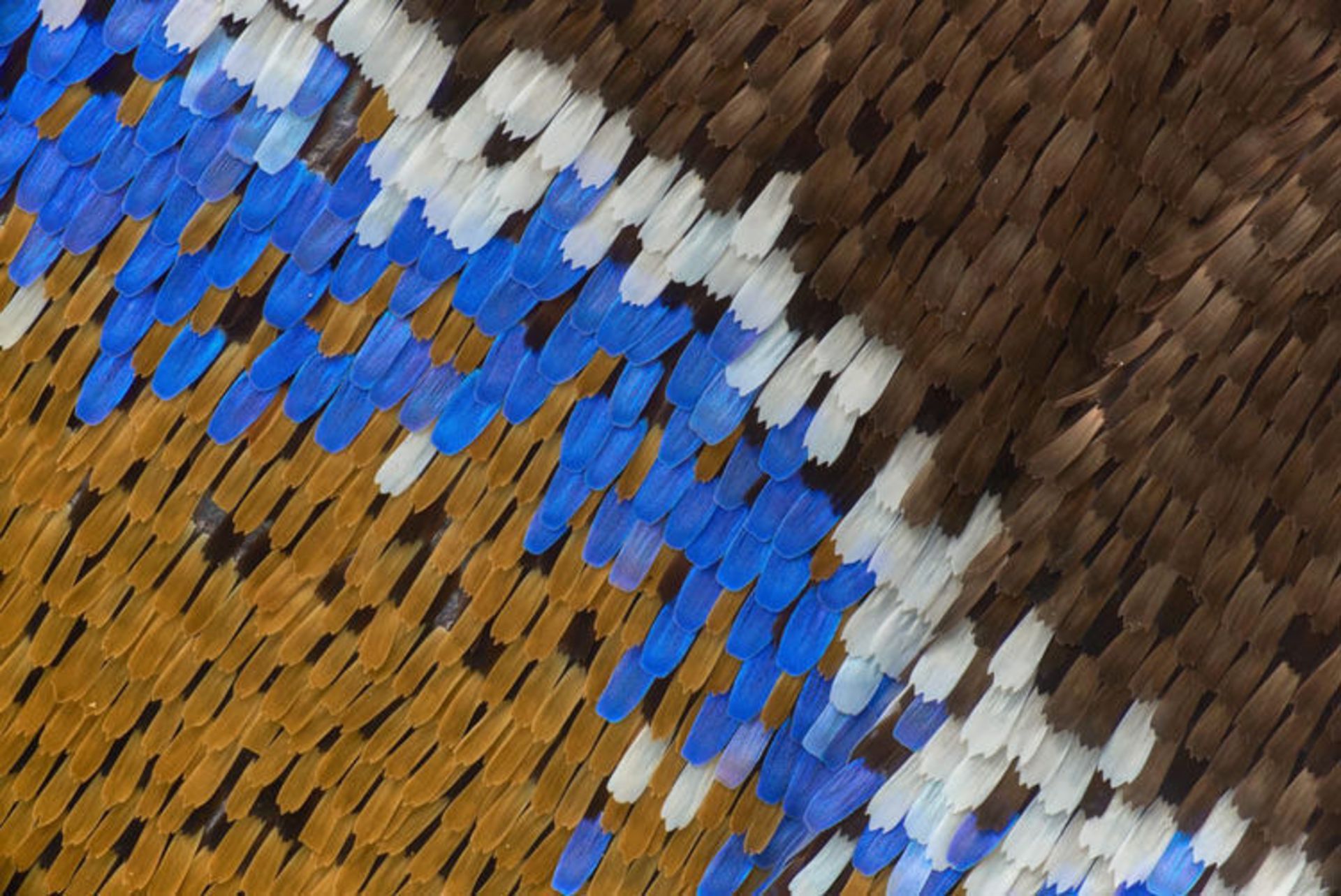 دنیای کوچک نیکون / Nikon Small World