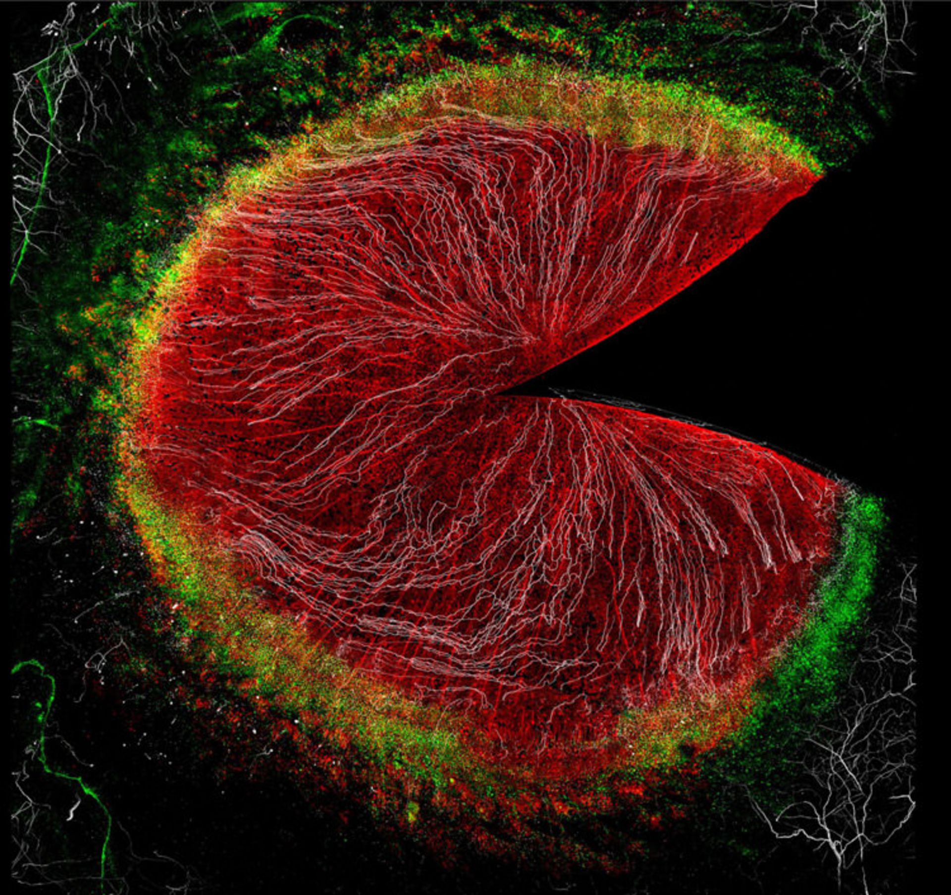 دنیای کوچک نیکون / Nikon Small World