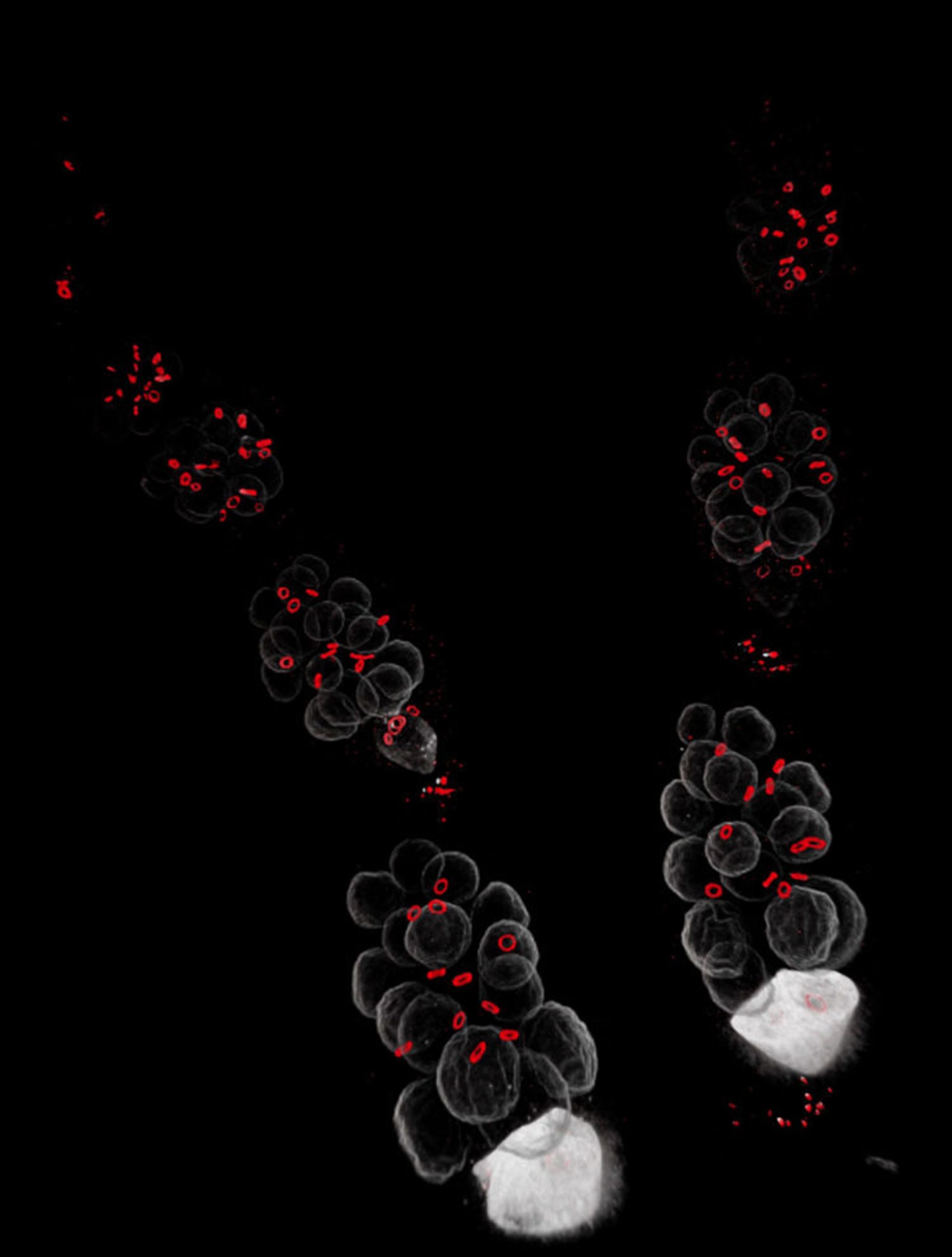 دنیای کوچک نیکون / Nikon Small World