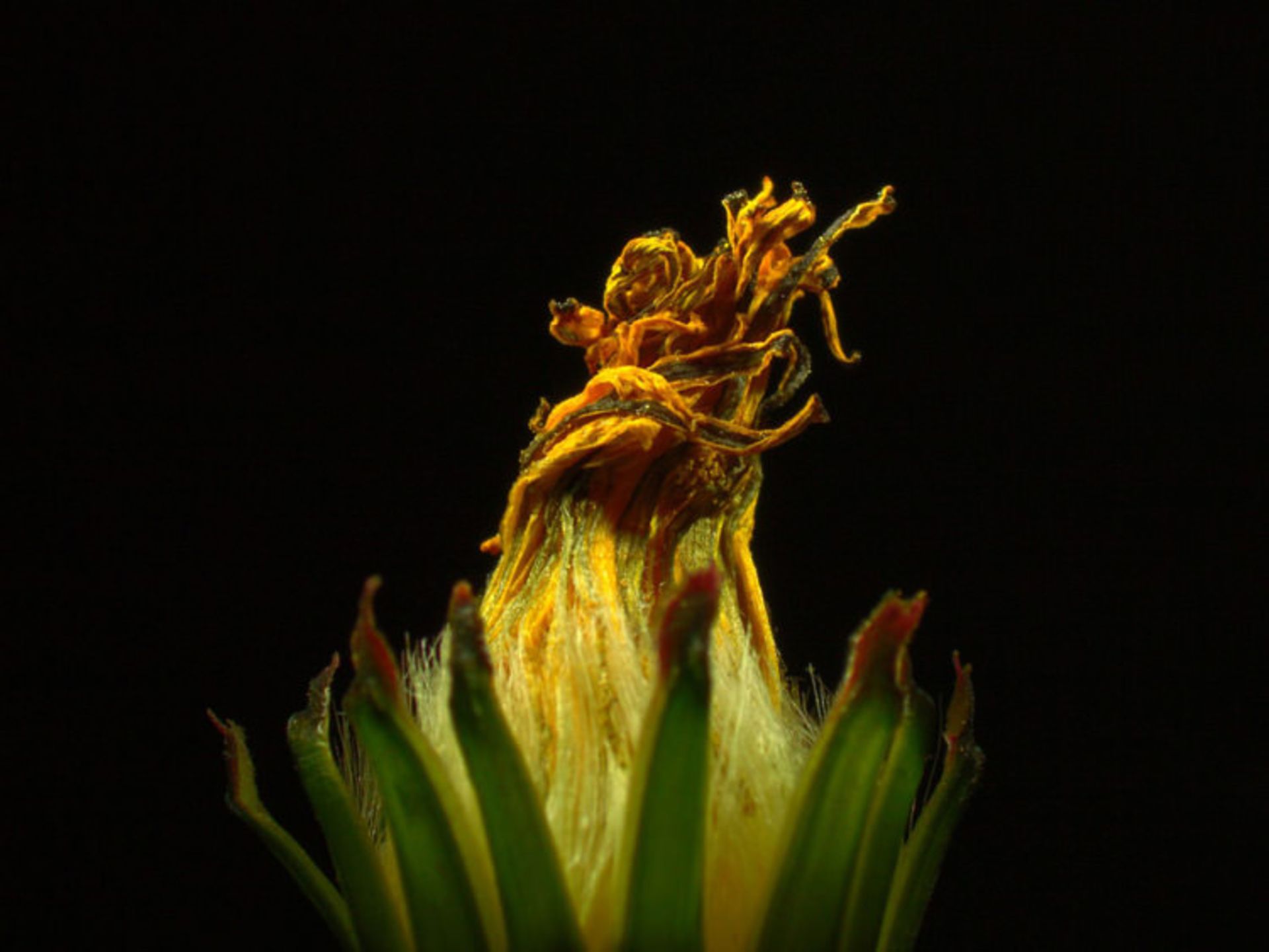 دنیای کوچک نیکون / Nikon Small World