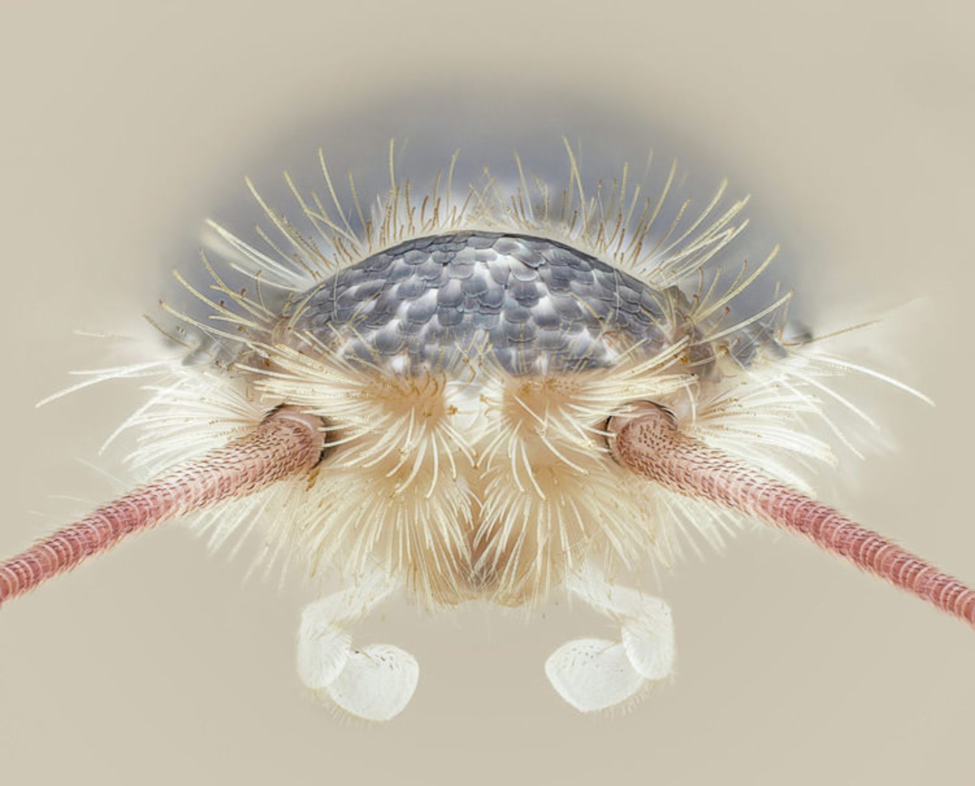 دنیای کوچک نیکون / Nikon Small World