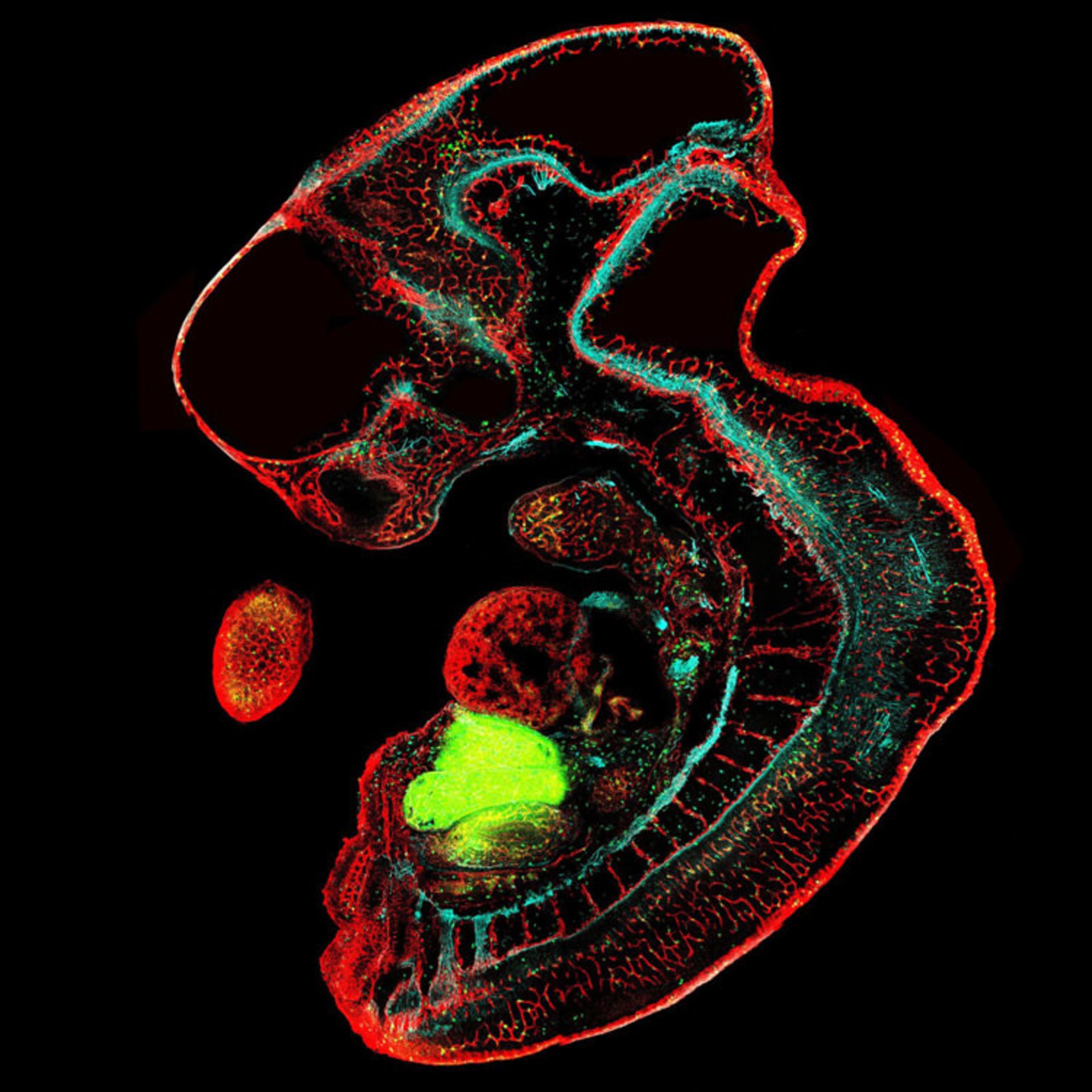 دنیای کوچک نیکون / Nikon Small World