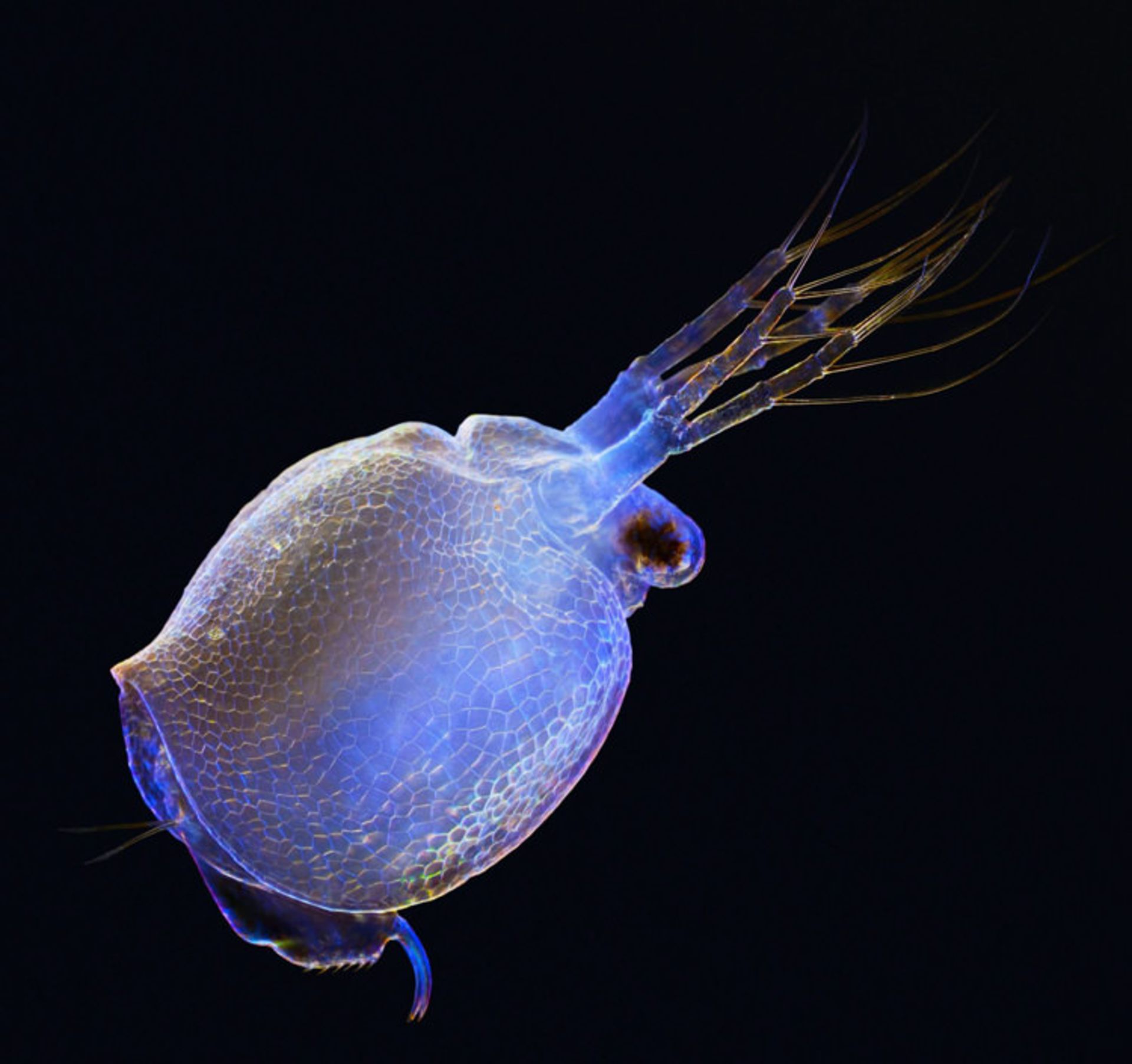 دنیای کوچک نیکون / Nikon Small World