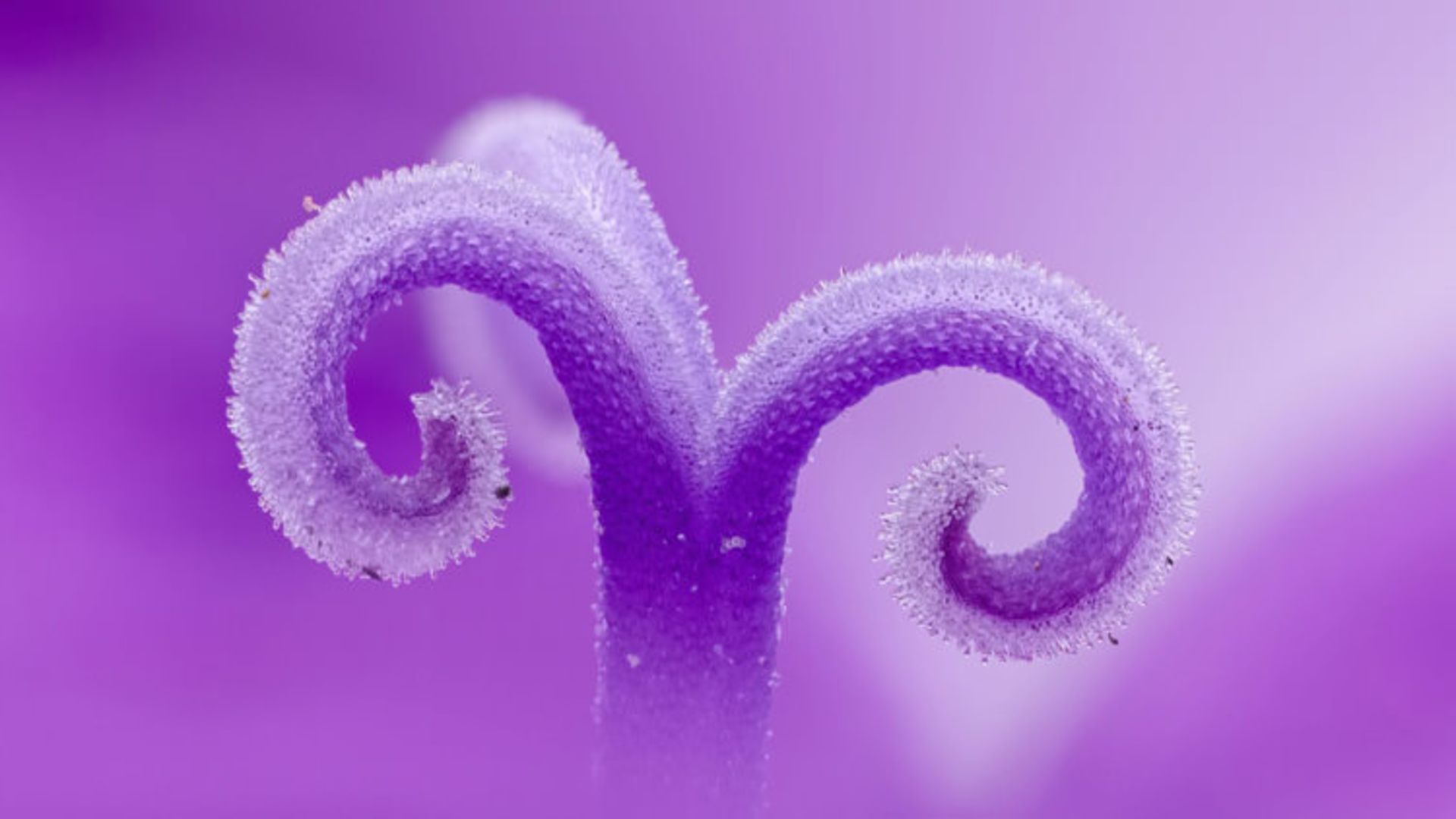 دنیای کوچک نیکون / Nikon Small World