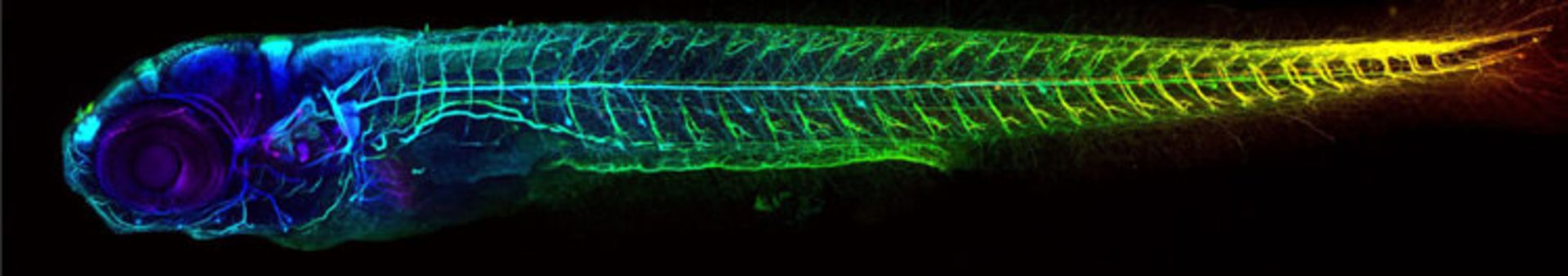 دنیای کوچک نیکون / Nikon Small World