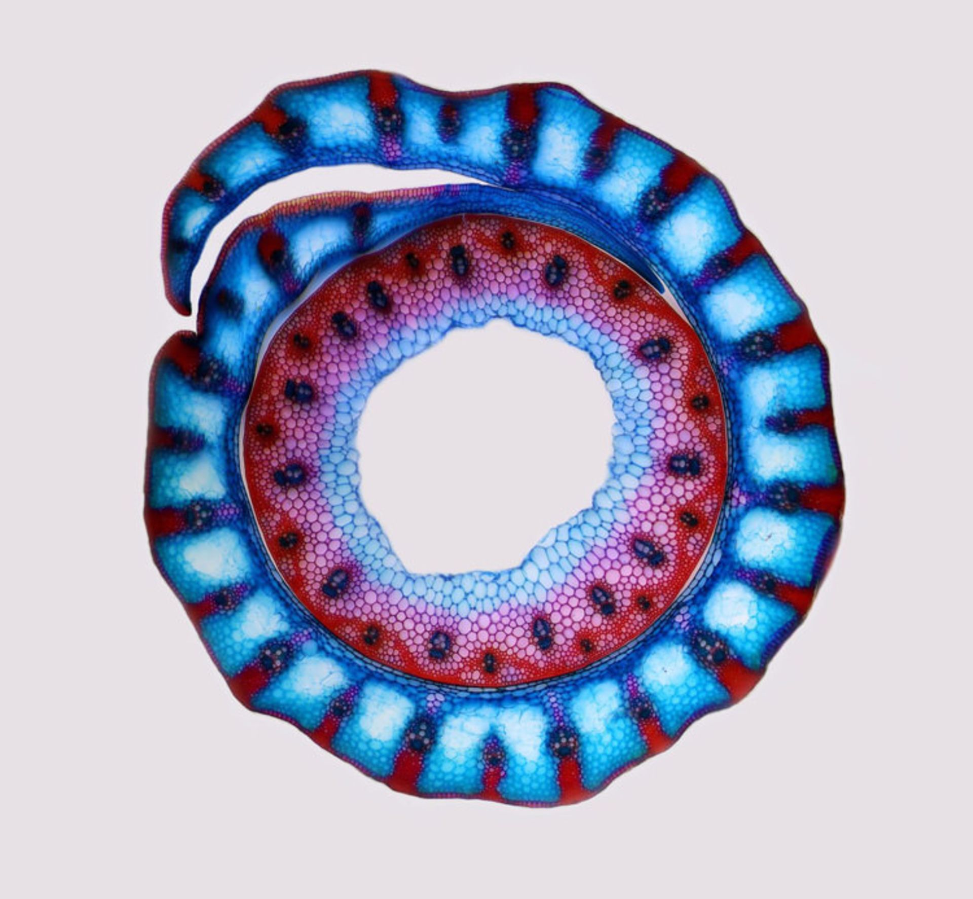 دنیای کوچک نیکون / Nikon Small World