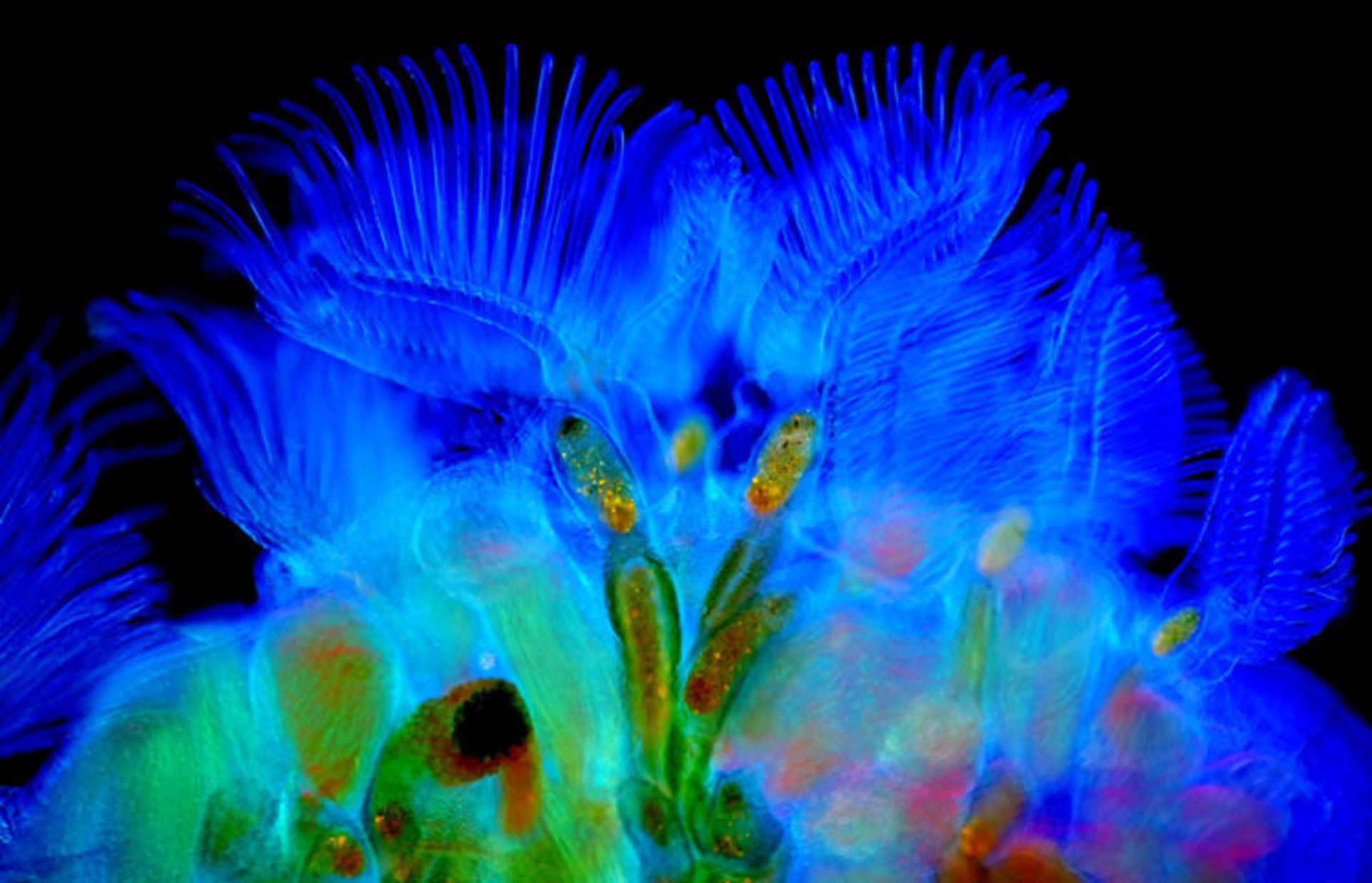 دنیای کوچک نیکون / Nikon Small World