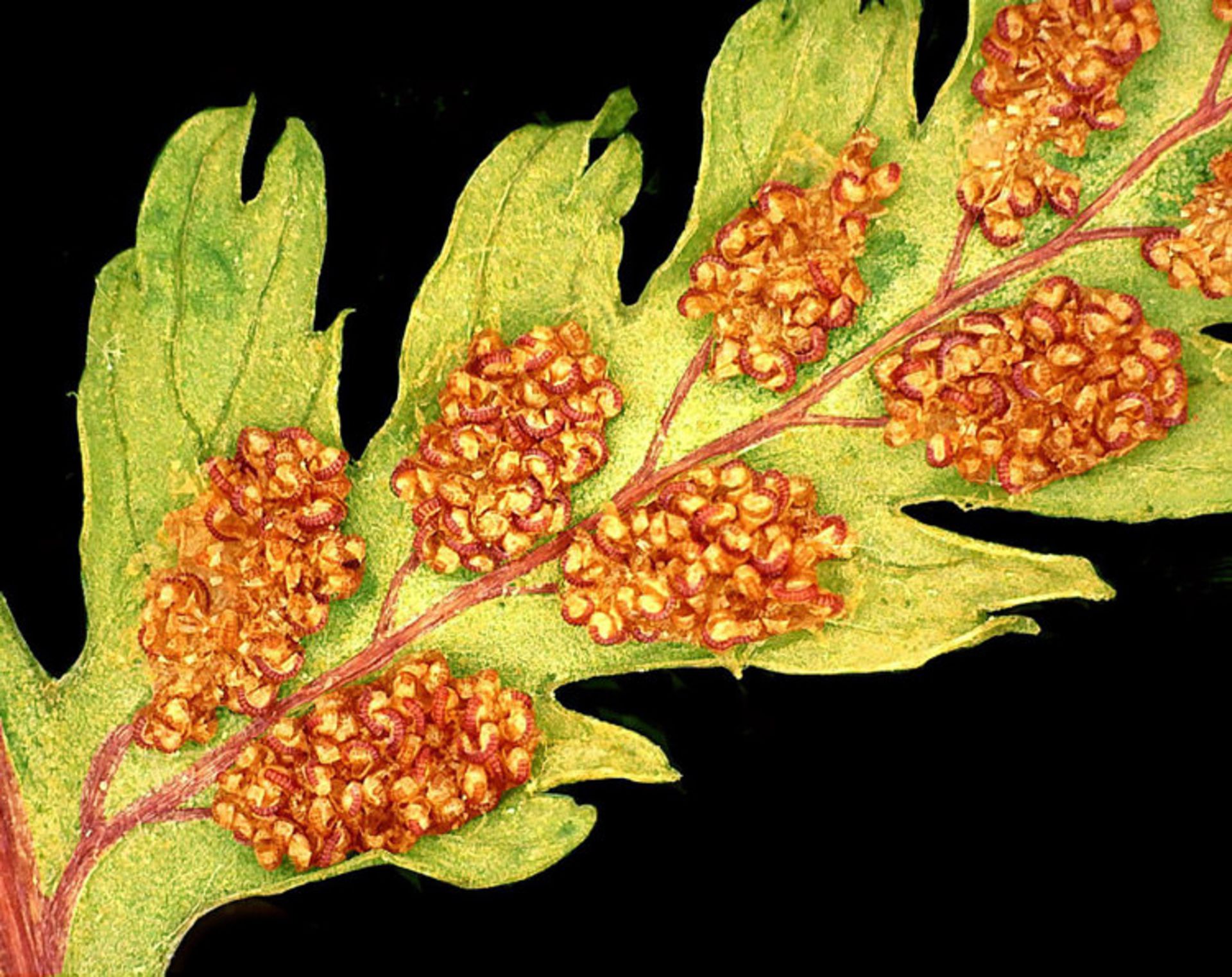 دنیای کوچک نیکون / Nikon Small World