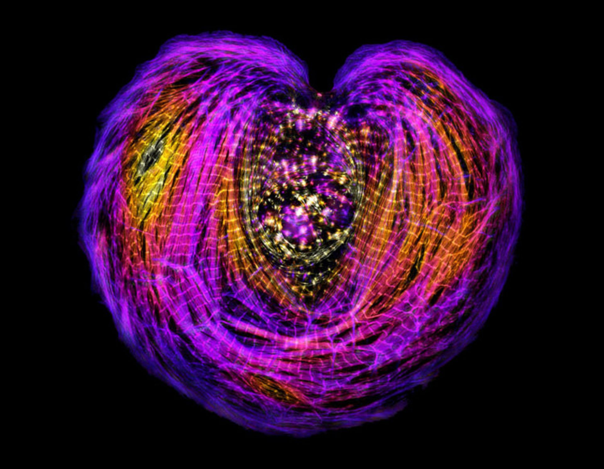 دنیای کوچک نیکون / Nikon Small World