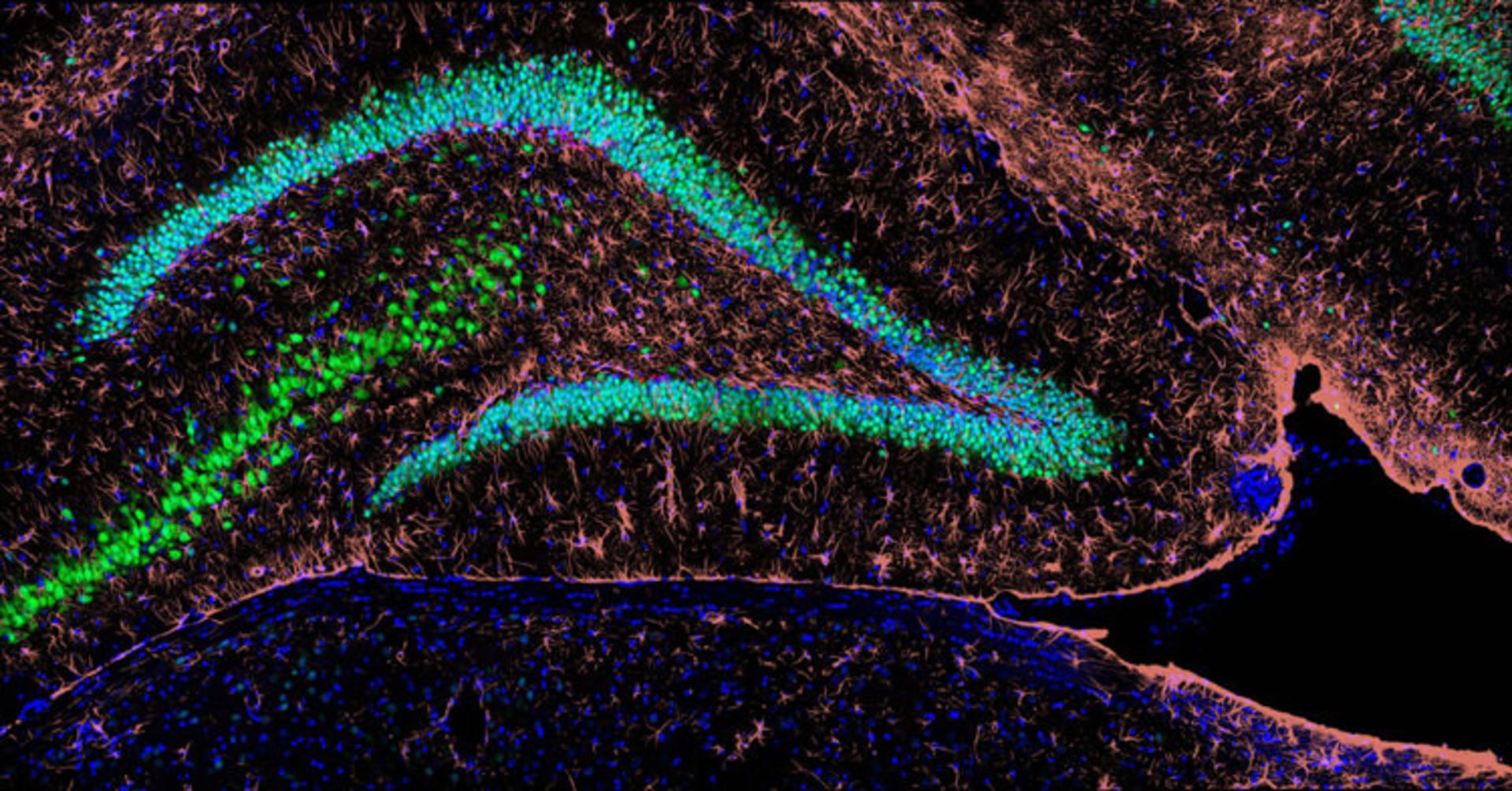 دنیای کوچک نیکون / Nikon Small World