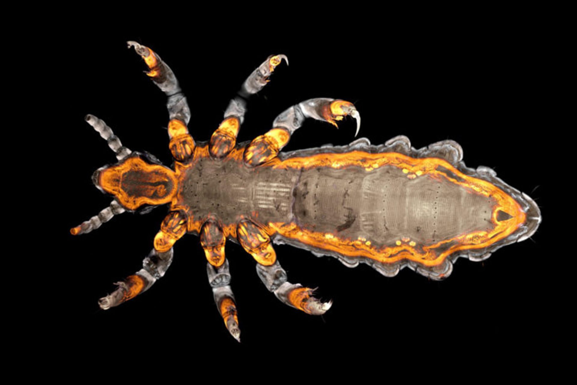 دنیای کوچک نیکون / Nikon Small World