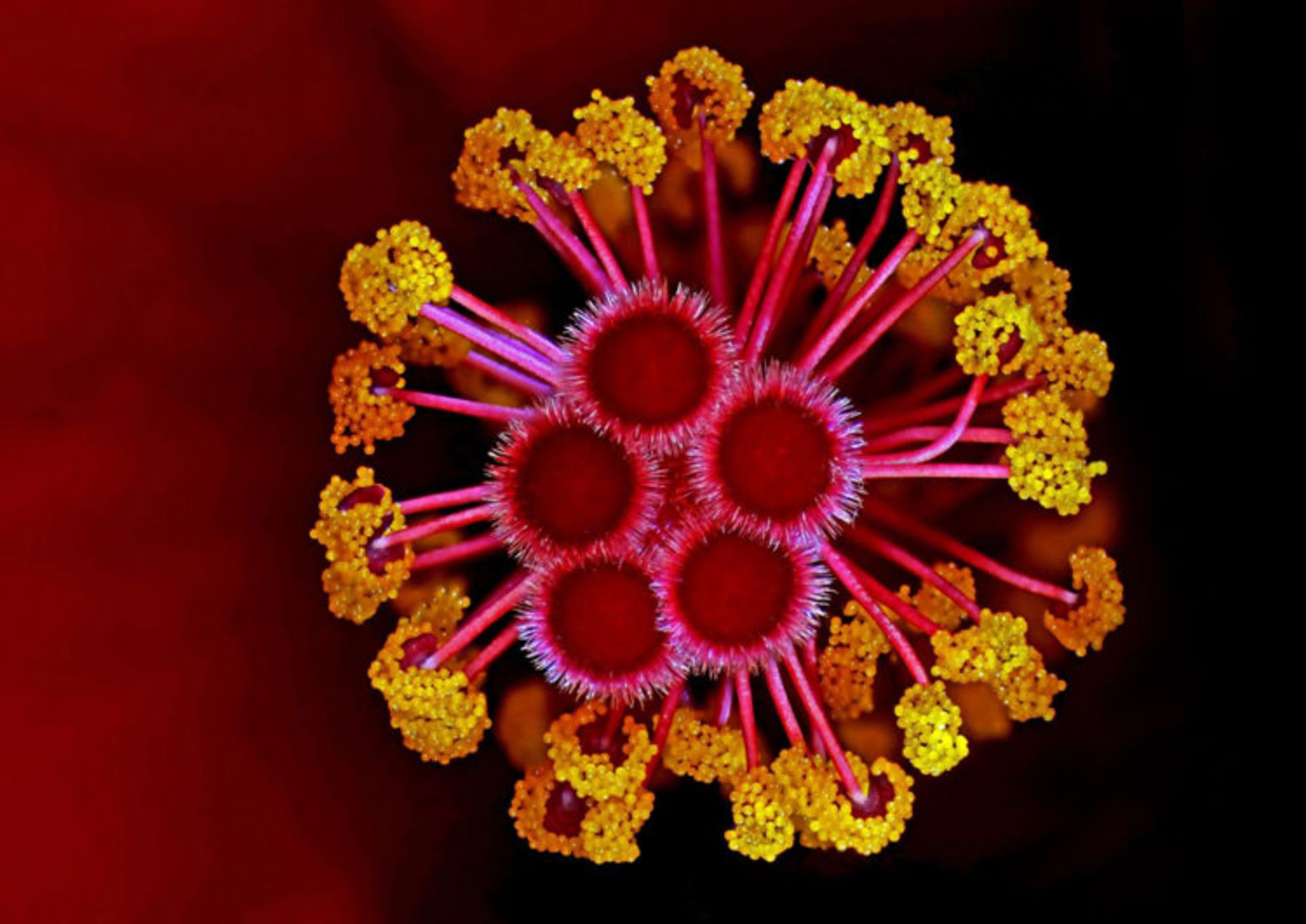 دنیای کوچک نیکون / Nikon Small World