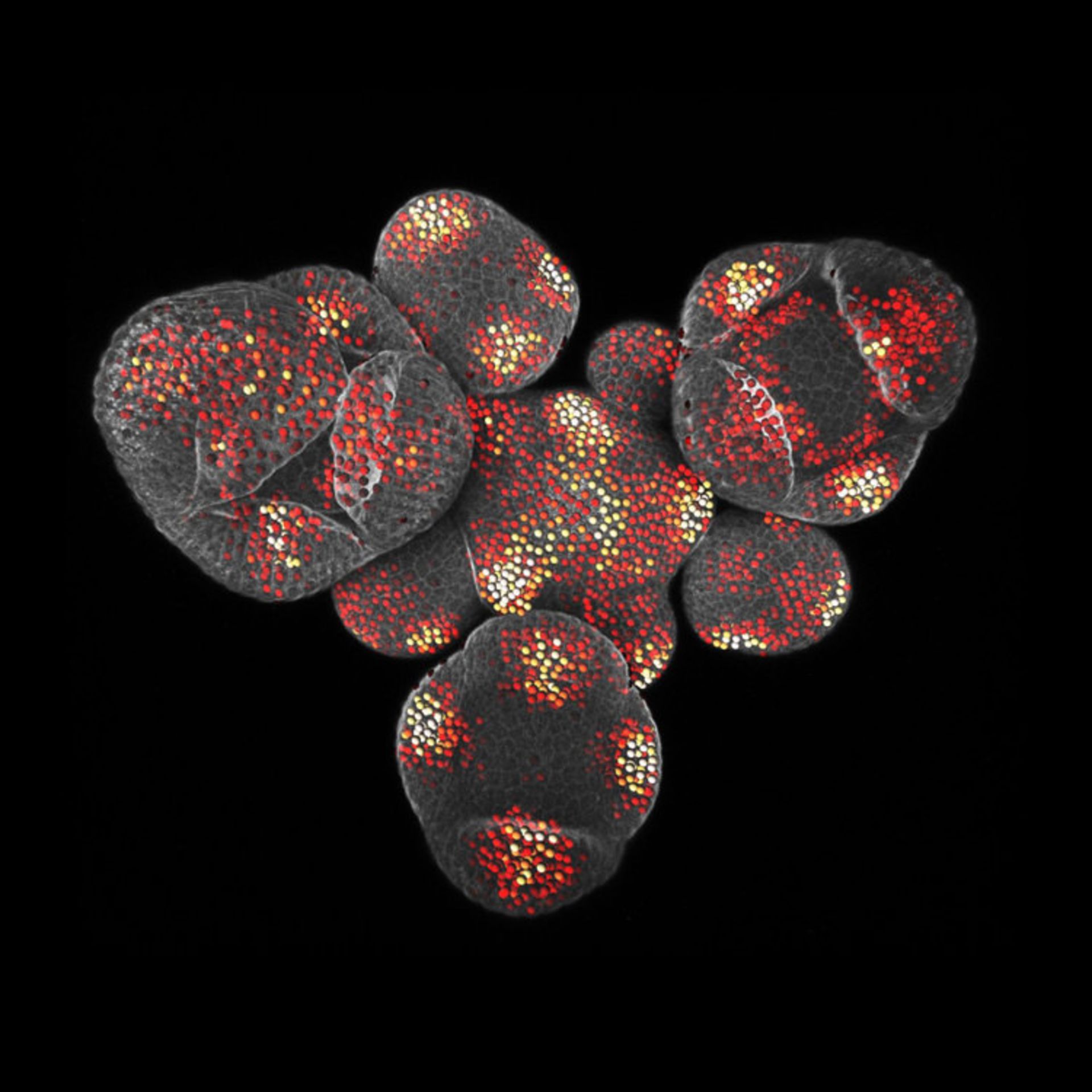 دنیای کوچک نیکون / Nikon Small World