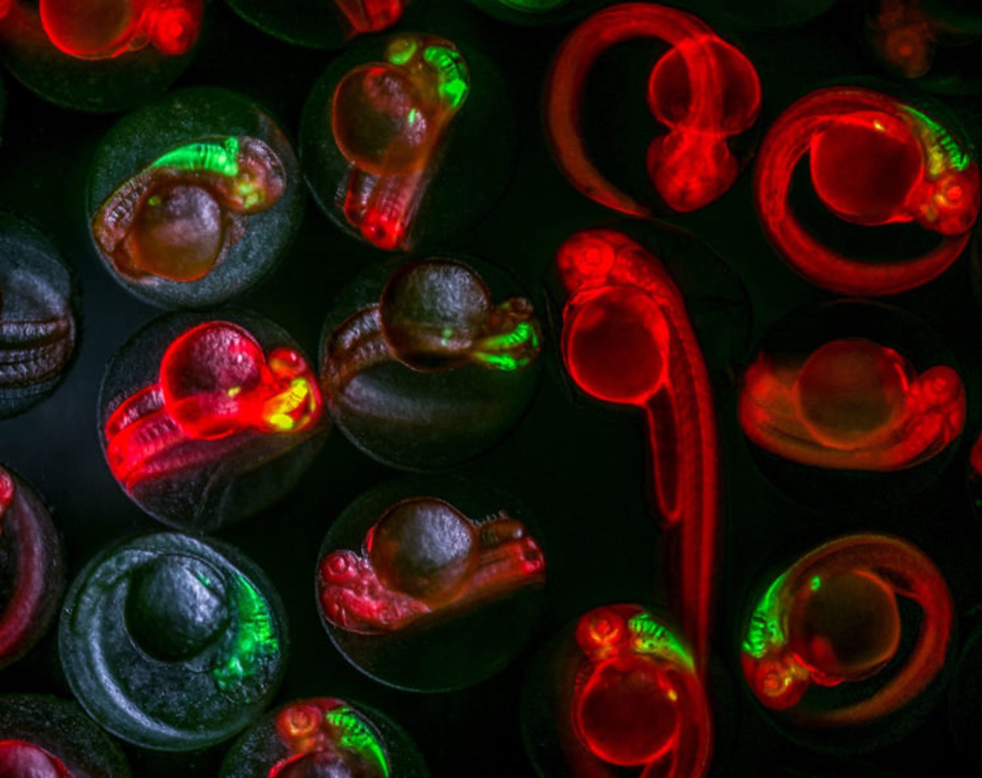 دنیای کوچک نیکون / Nikon Small World