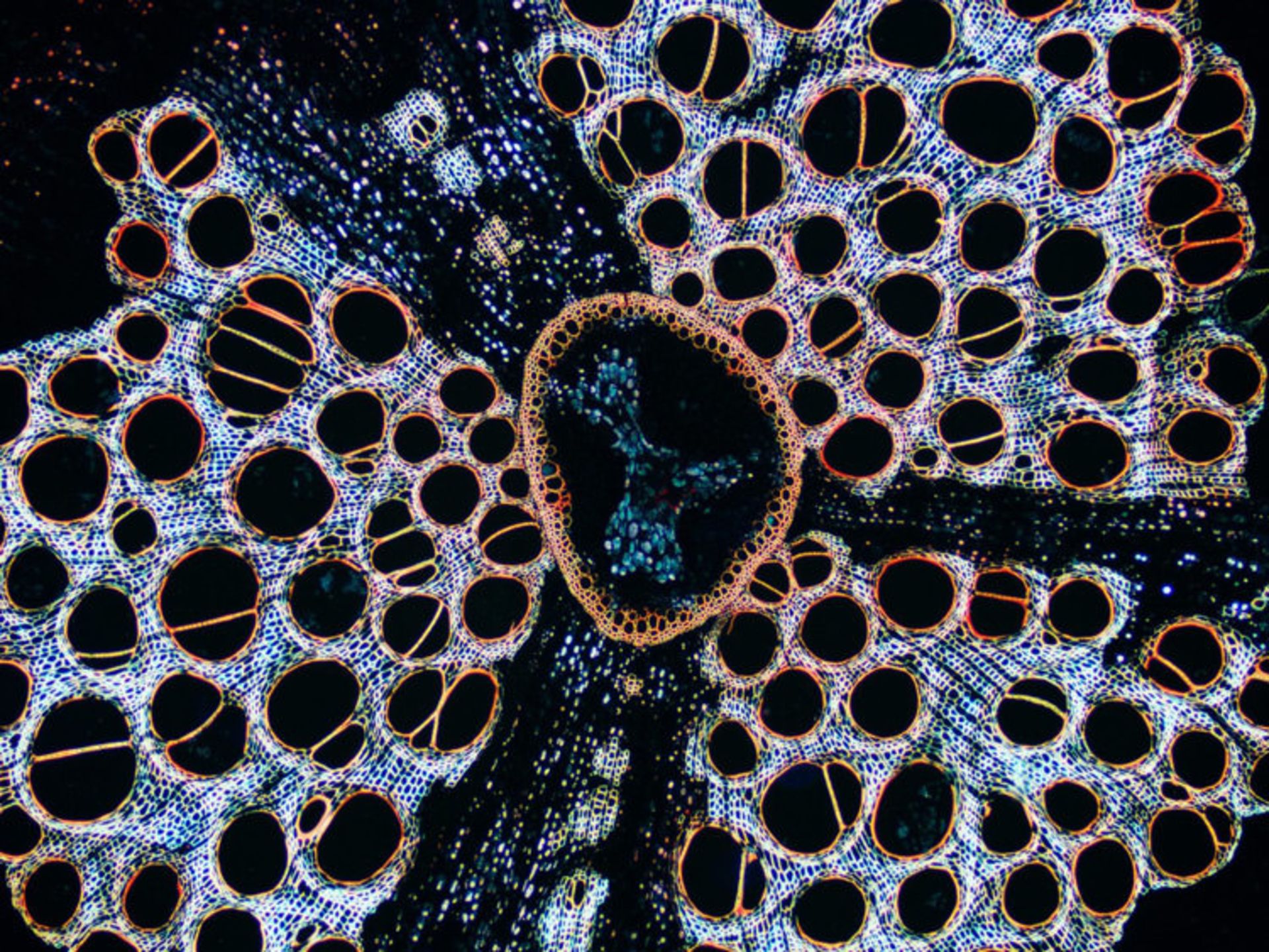 دنیای کوچک نیکون / Nikon Small World