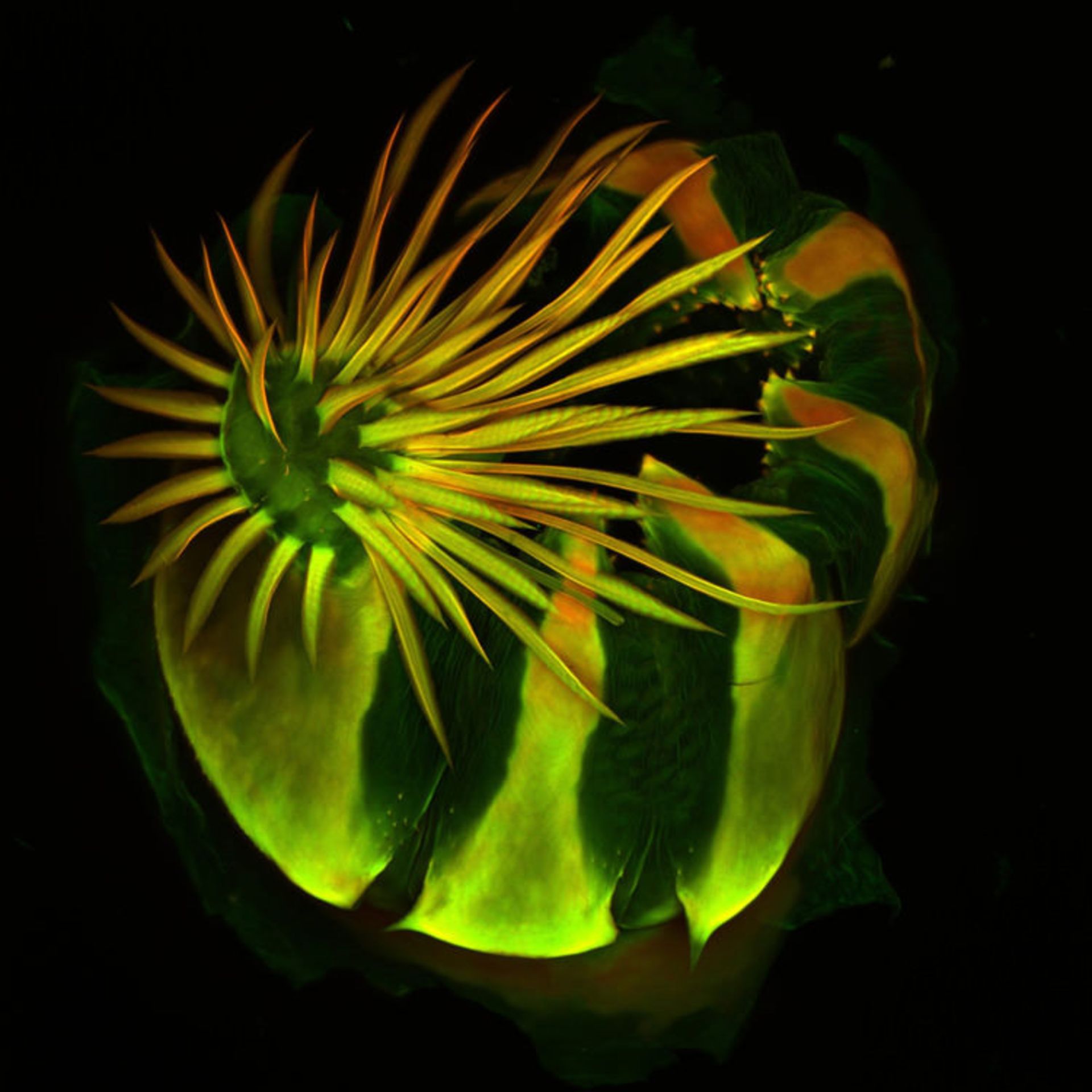 دنیای کوچک نیکون / Nikon Small World