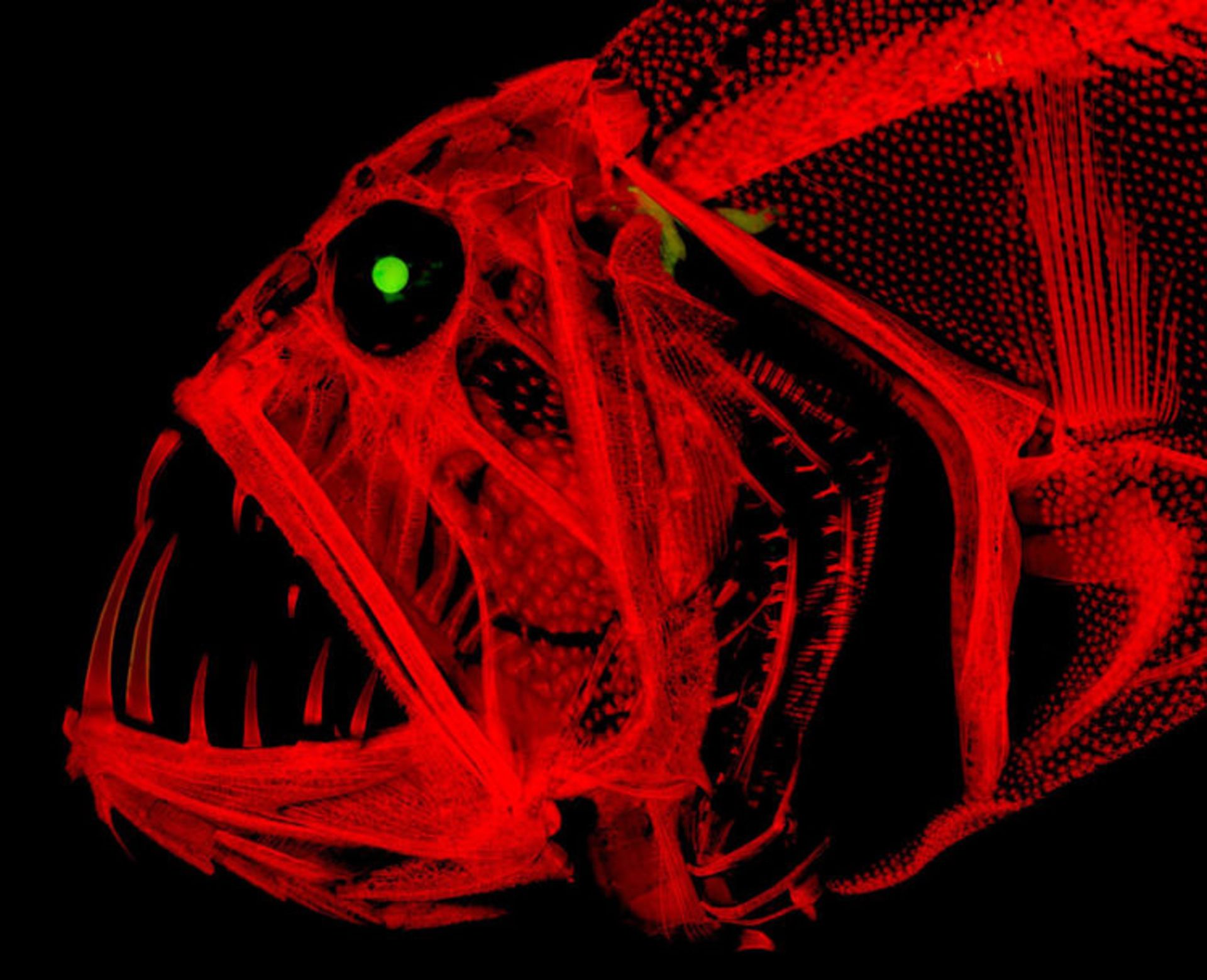 دنیای کوچک نیکون / Nikon Small World