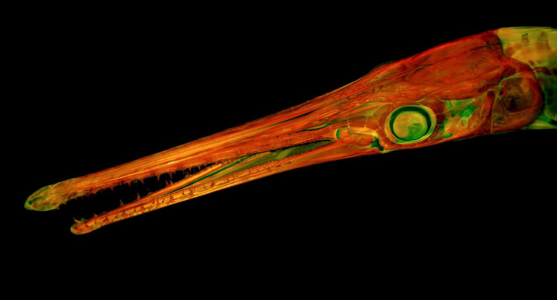 دنیای کوچک نیکون / Nikon Small World