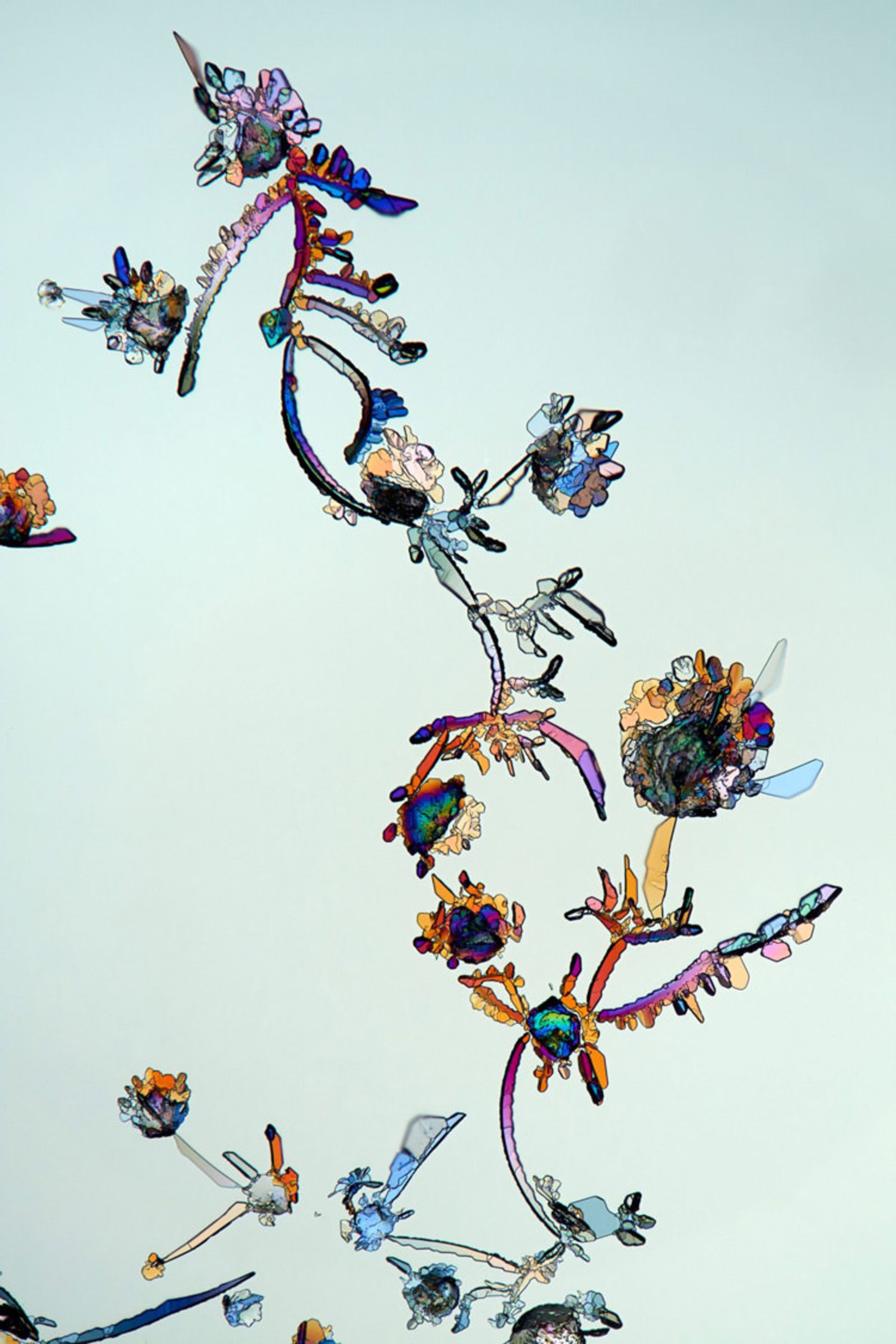 دنیای کوچک نیکون / Nikon Small World