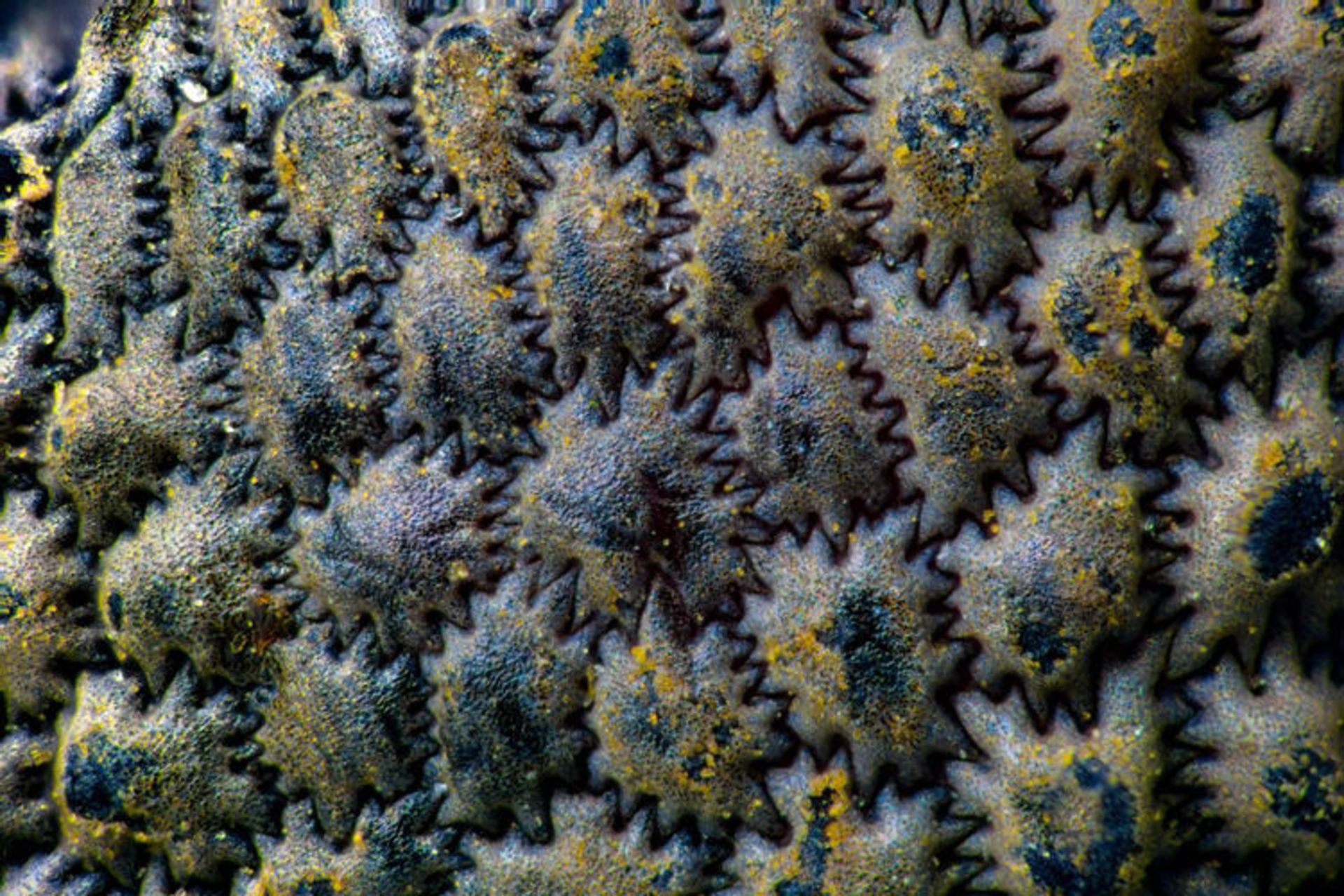 دنیای کوچک نیکون / Nikon Small World